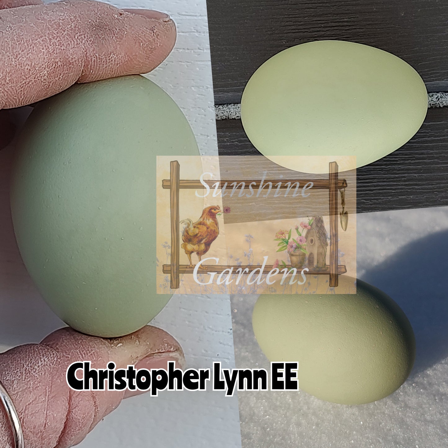Christopher Lynn Easter Eggers (CLEE) - 12 Hatching Eggs*
