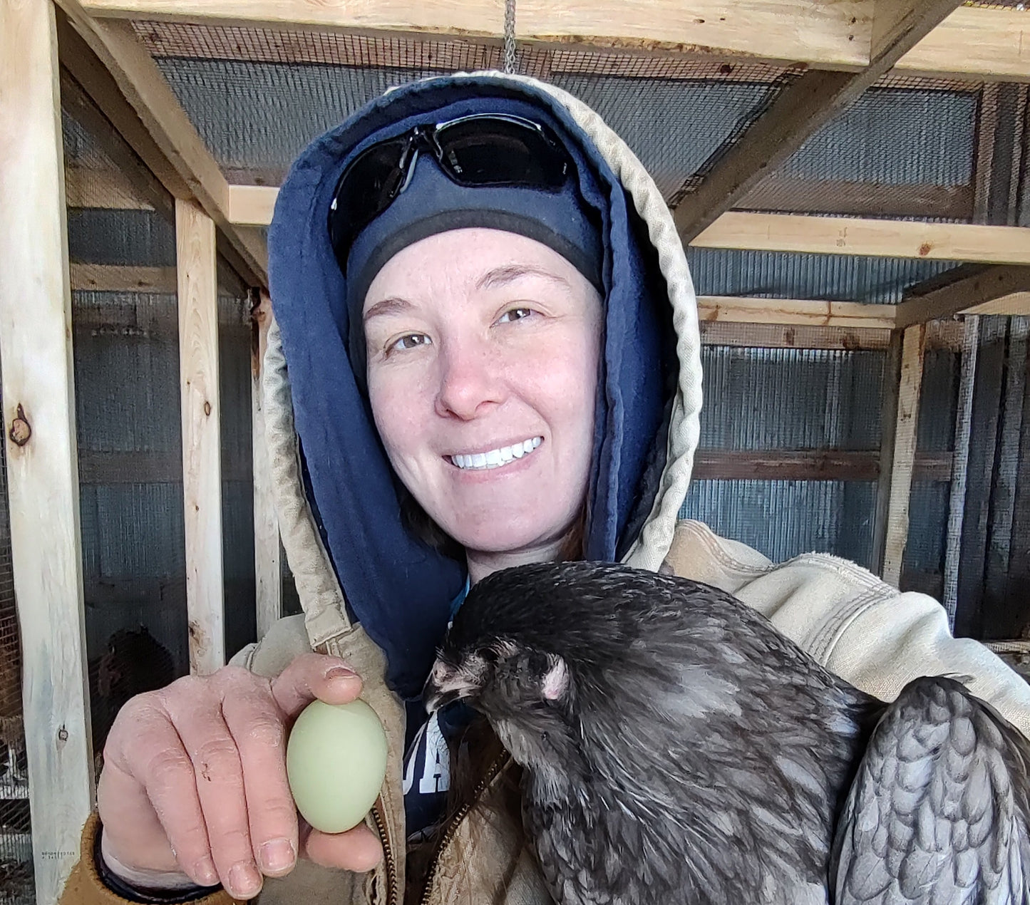 Rainbow Layers: Pullet 6-8 weeks old