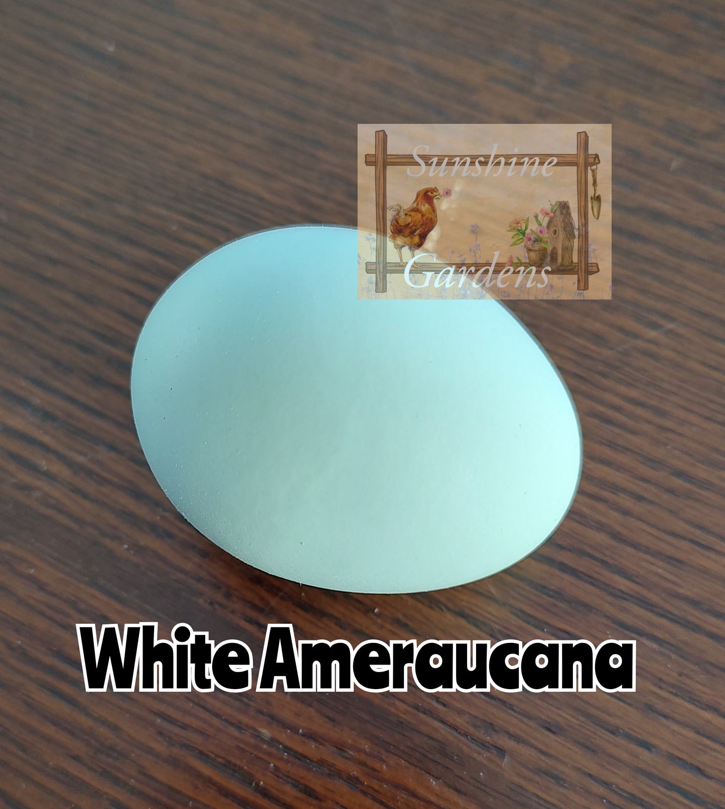 White Ameraucanas - Straight Run ONLY