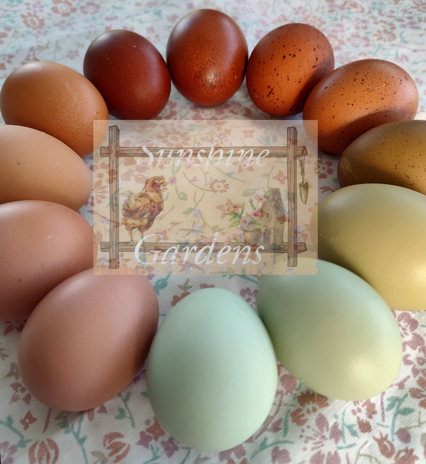 Rainbow Dozen - 12 Hatching Eggs*
