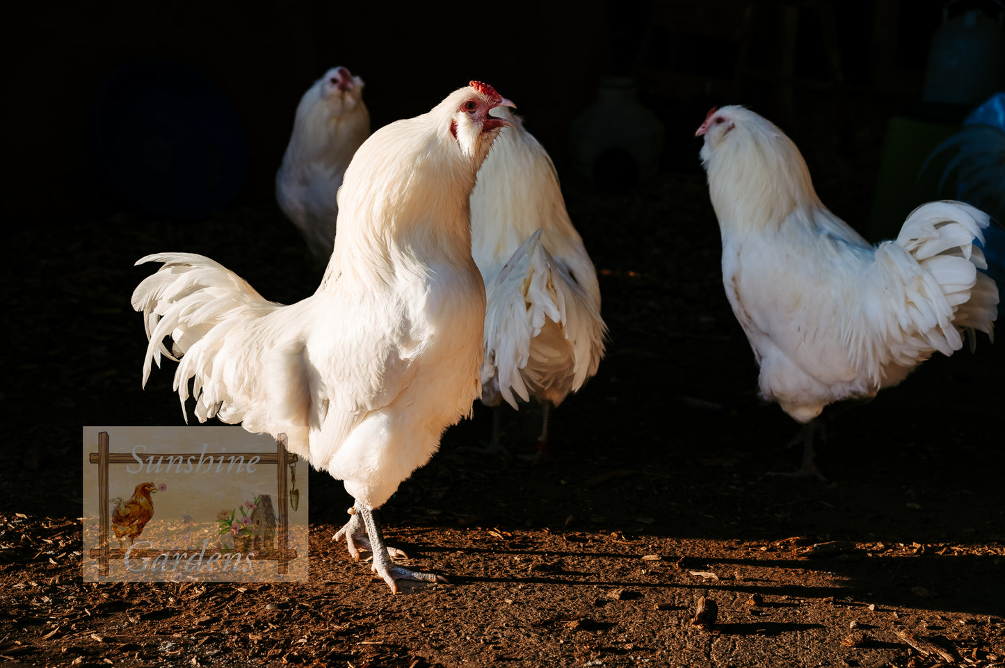 White Ameraucanas - Straight Run ONLY
