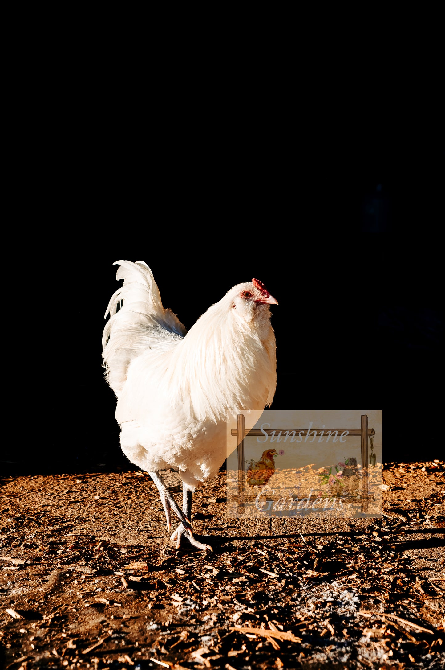 White Ameraucanas - Straight Run ONLY