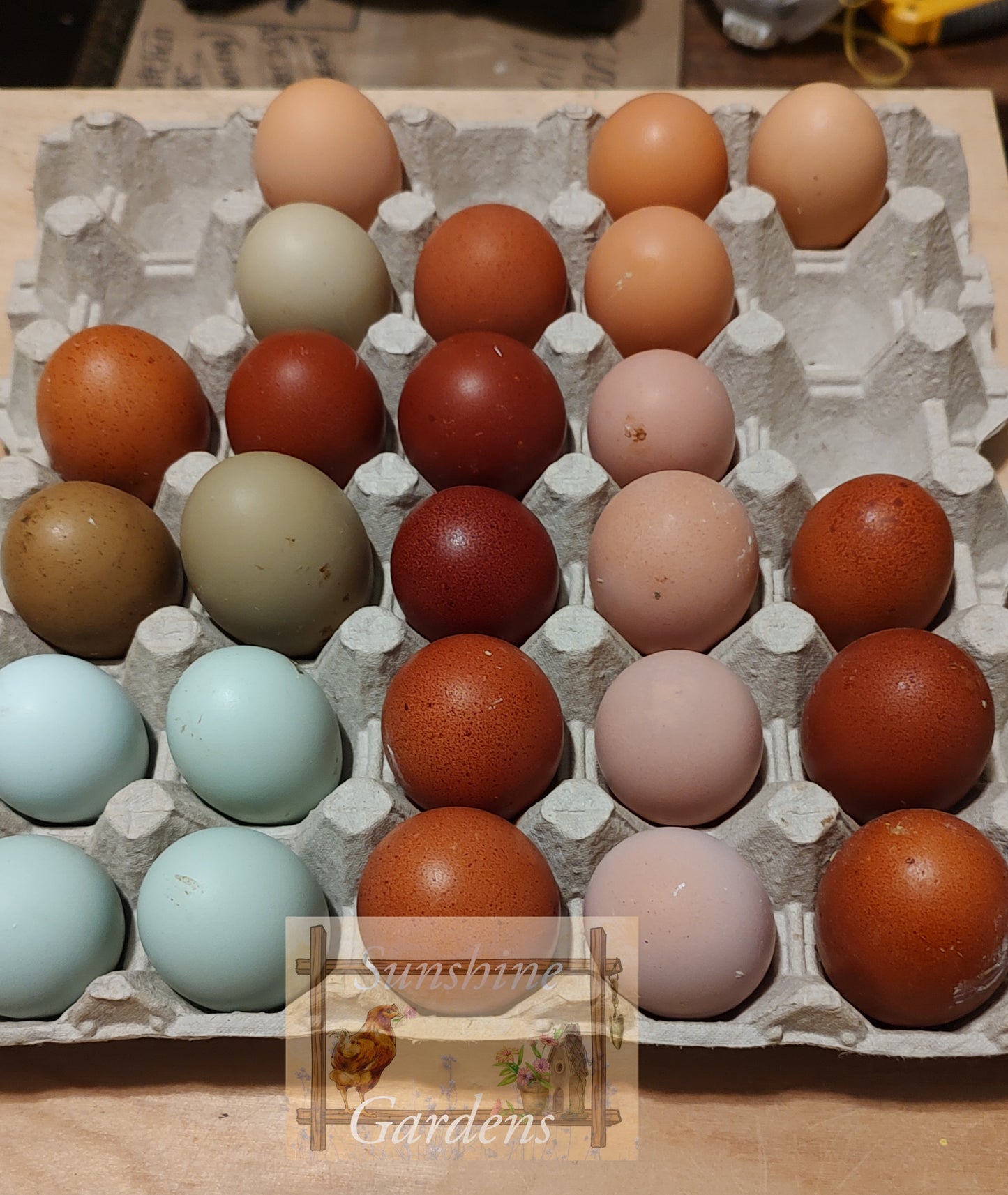 Rainbow Dozen - 12 Hatching Eggs*