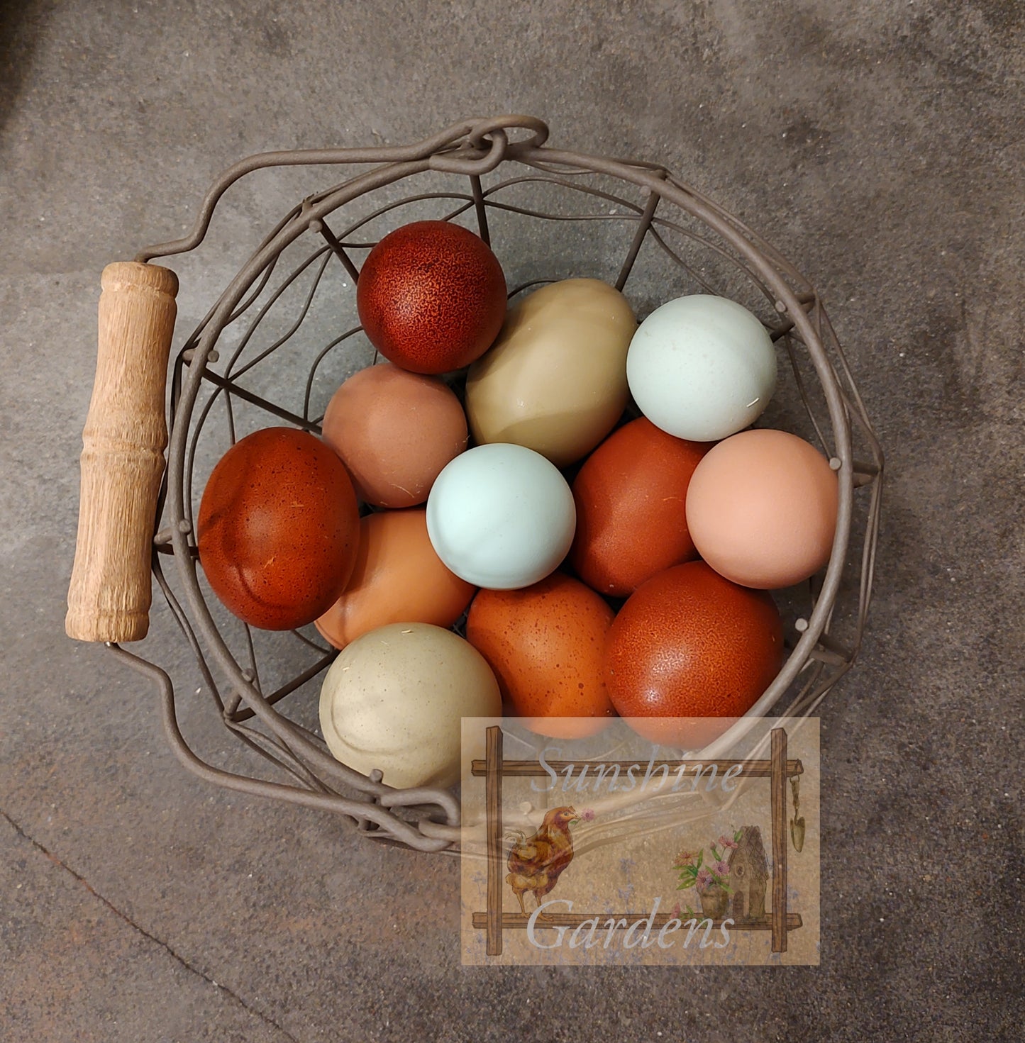 Rainbow Dozen - 12 Hatching Eggs*
