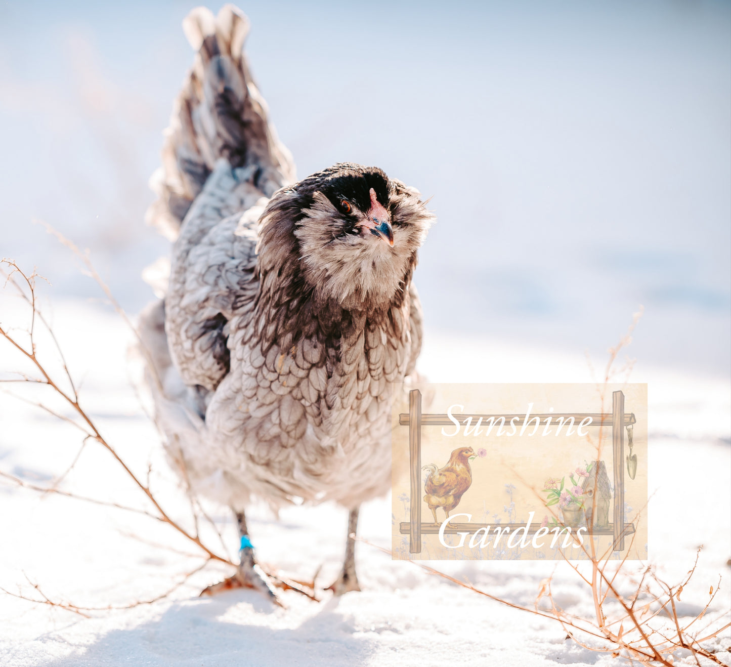 Christopher Lynn Easter Eggers - Pullet -8 week old