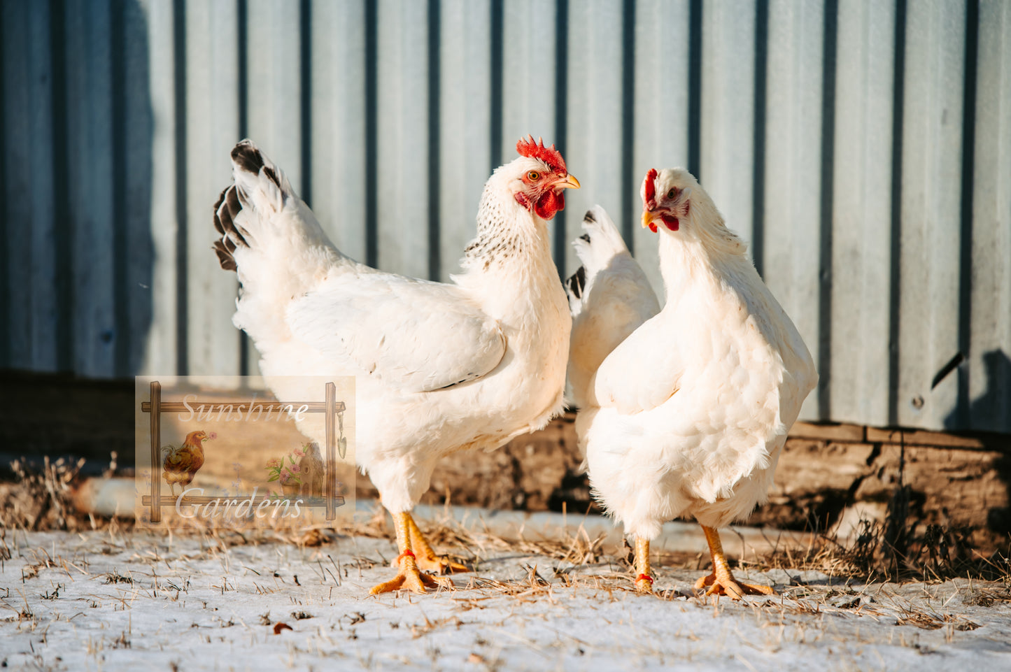 Delaware Pullet: 9-12 weeks old