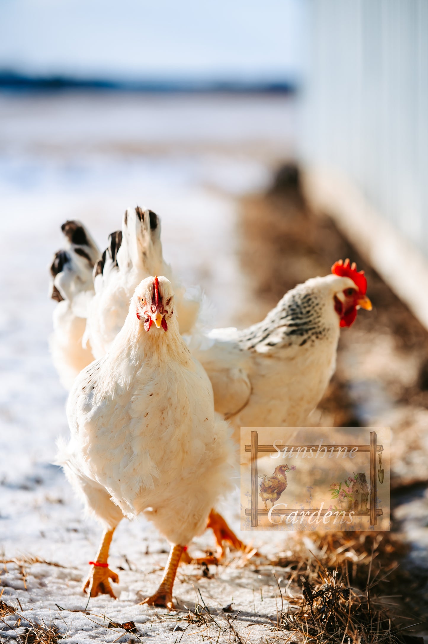 Delaware Pullet: 9-12 weeks old