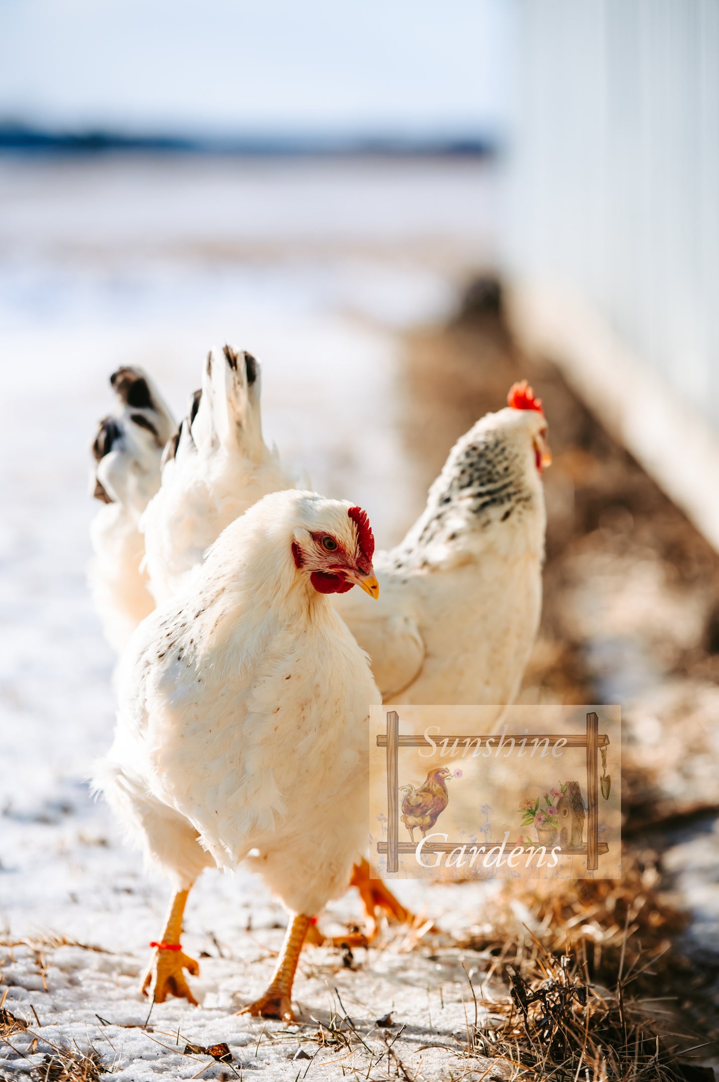 Delaware Pullet: 9-12 weeks old