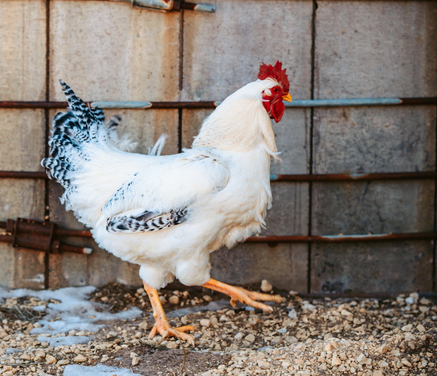 Shipping included: Delaware - 12 Hatching Eggs*