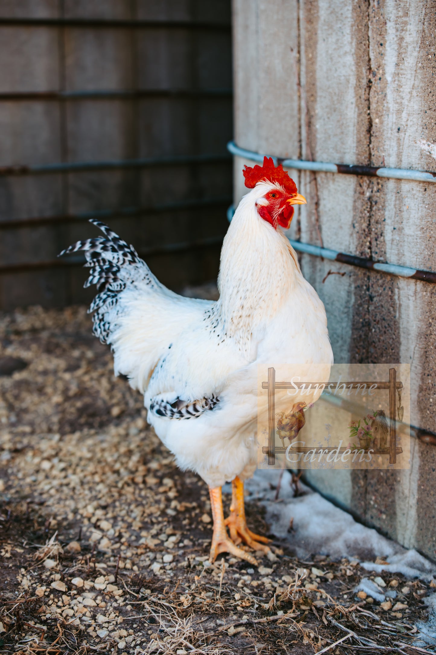 Shipping included: Delaware - 12 Hatching Eggs*