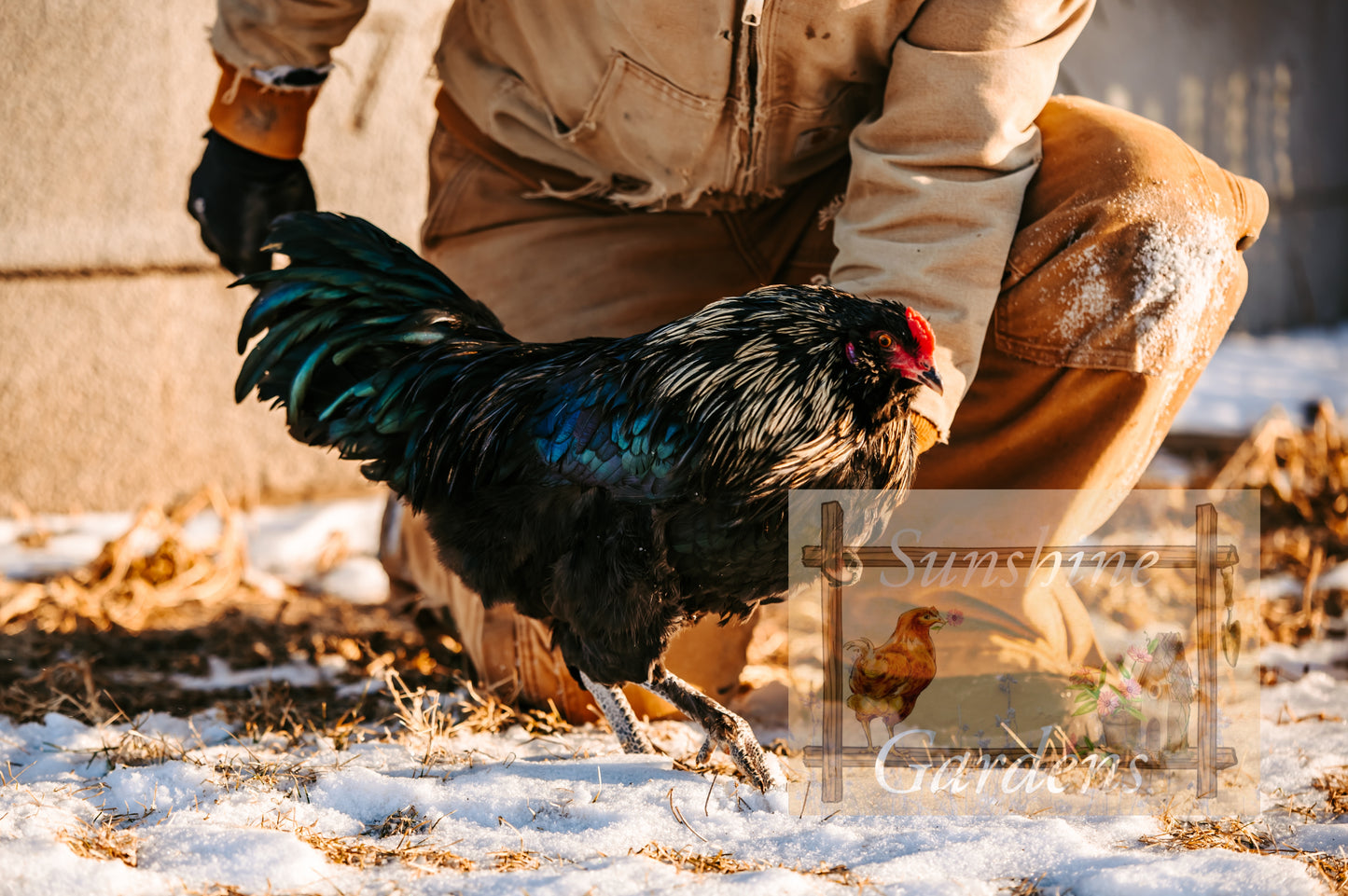 Christopher Lynn Easter Eggers (CLEE) - Straight run ONLY*