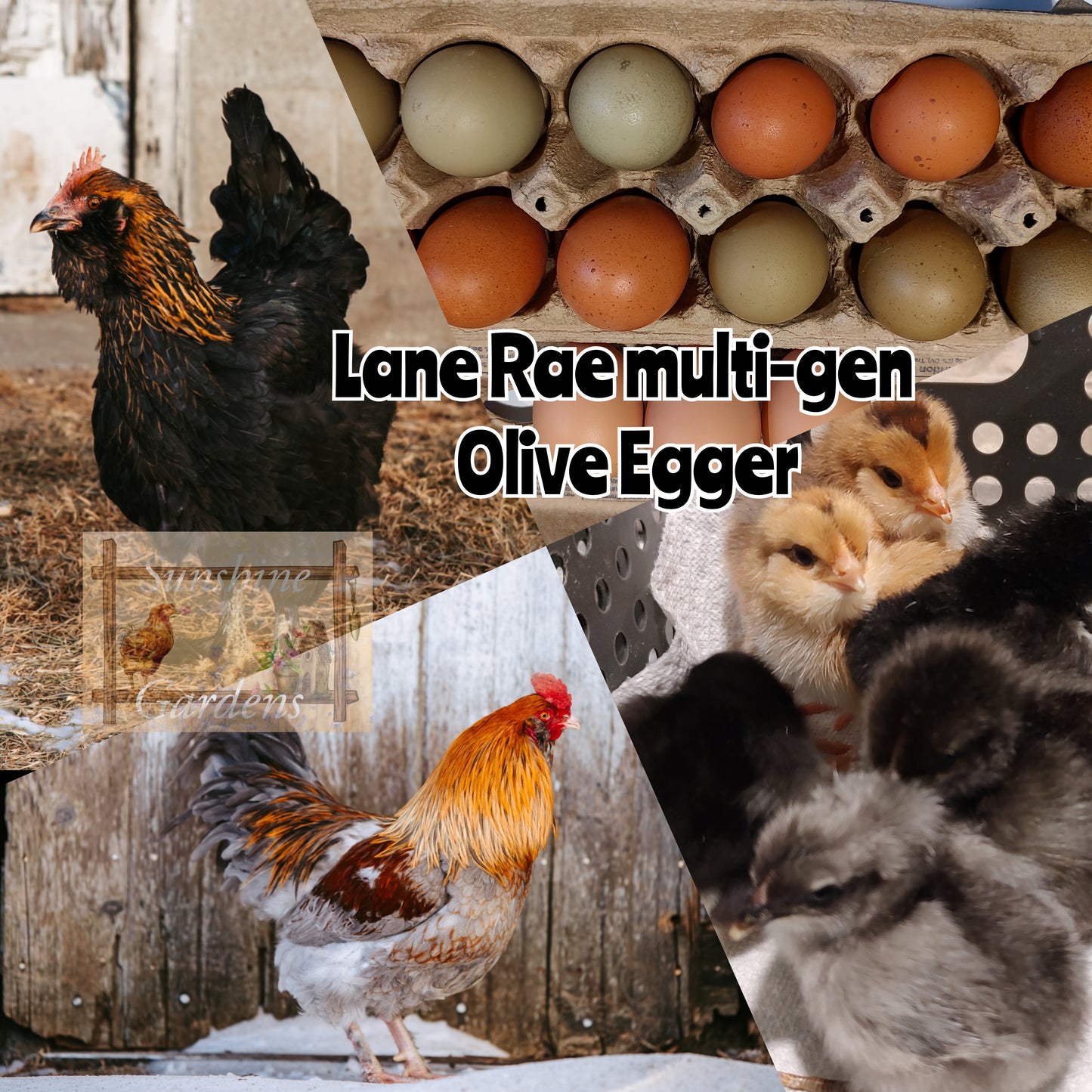 Lane Rae Olive Eggers (LROE) - Multi-generation - 6 Hatching Eggs*