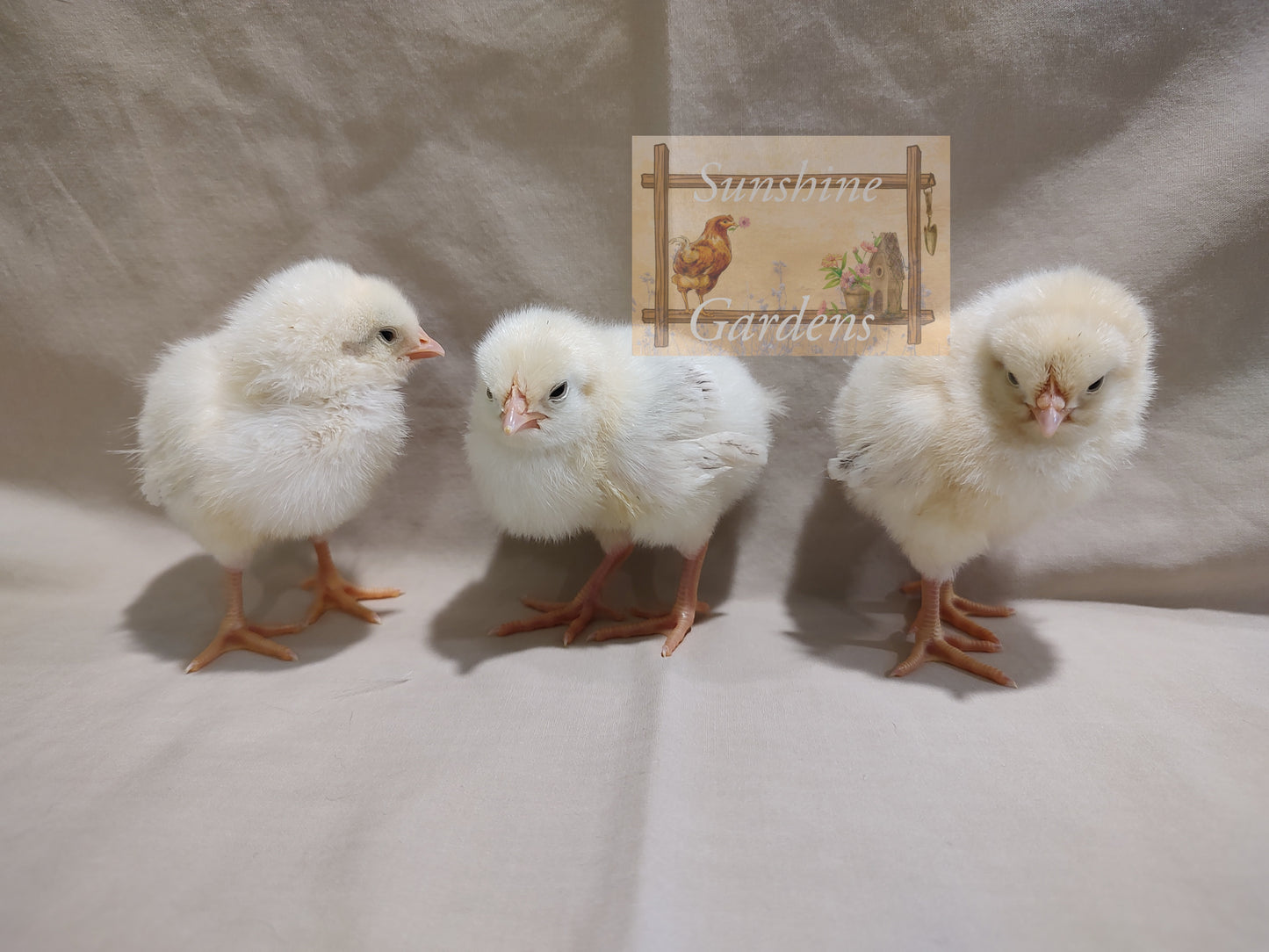 Delaware - 6 Hatching Eggs*