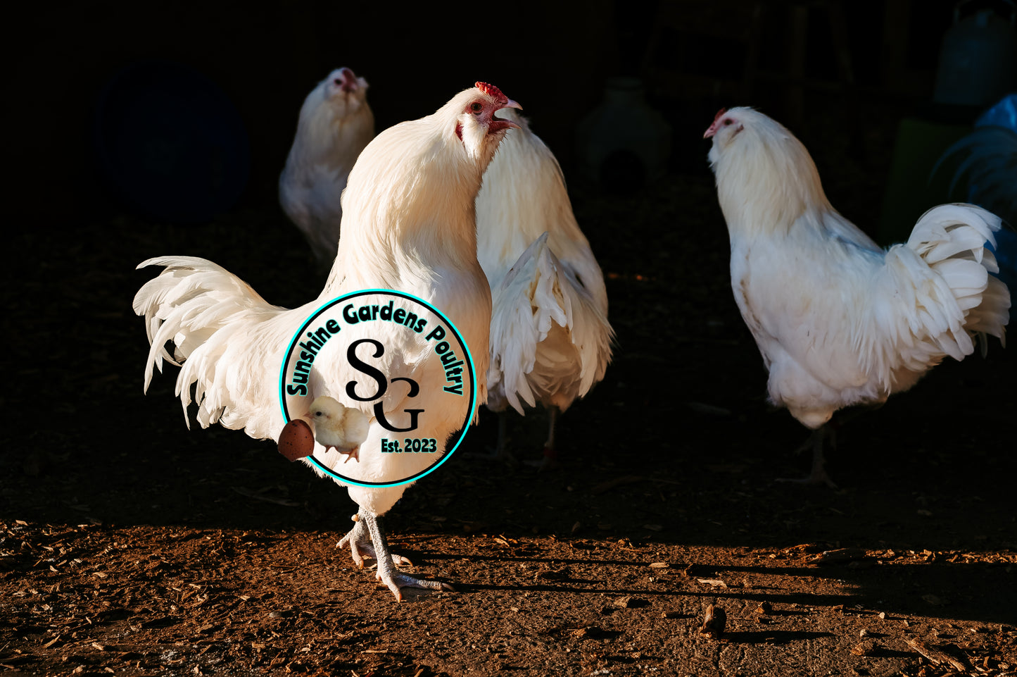 White Ameraucana Cockerel
