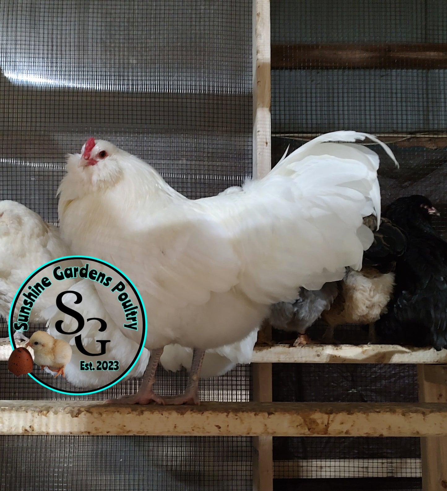 White Ameraucana Cockerel