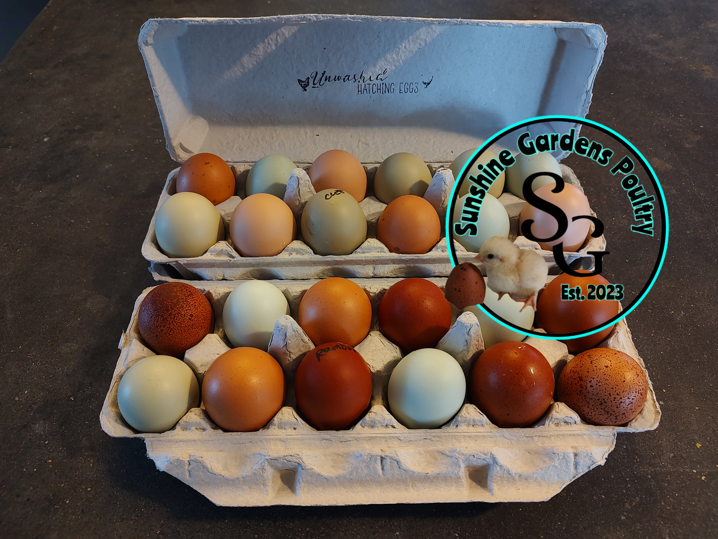 Rainbow Dozen - 12 Hatching Eggs*