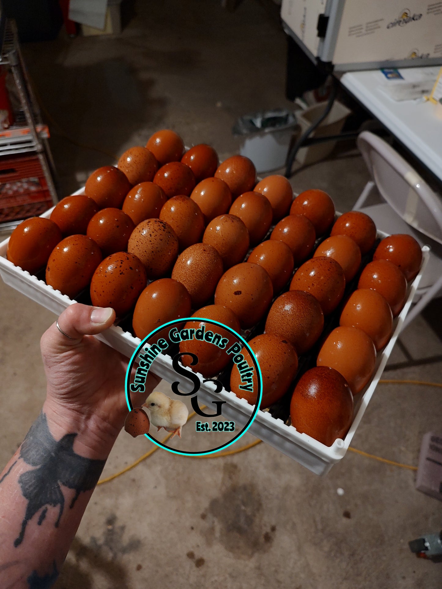 LOCAL PICK-UP Option: Black Tailed Red Marans - 6 Hatching Eggs*