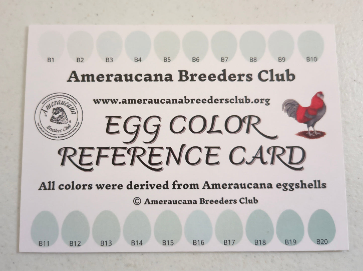 **PRE-ORDER** White Ameraucanas: Pullet 6-8 weeks old