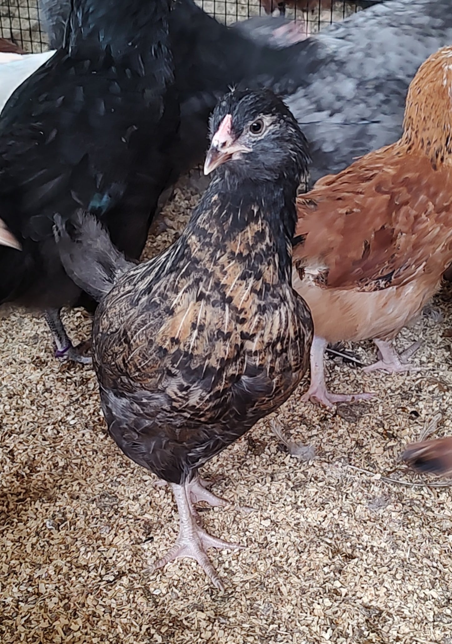 Rainbow Layers: Pullet 9-12 weeks old