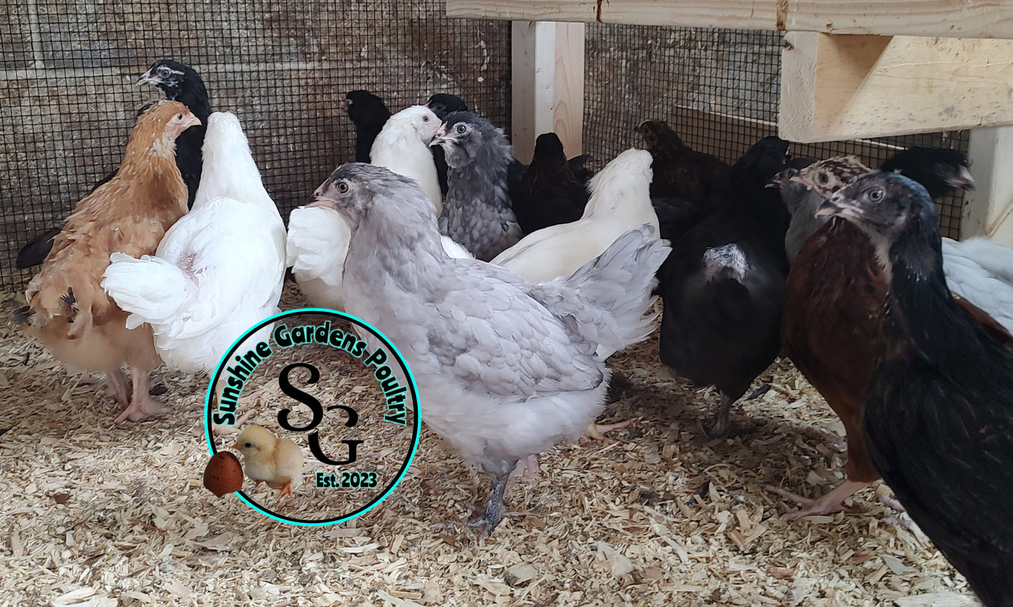Rainbow Layers: Pullet 6-8 weeks old