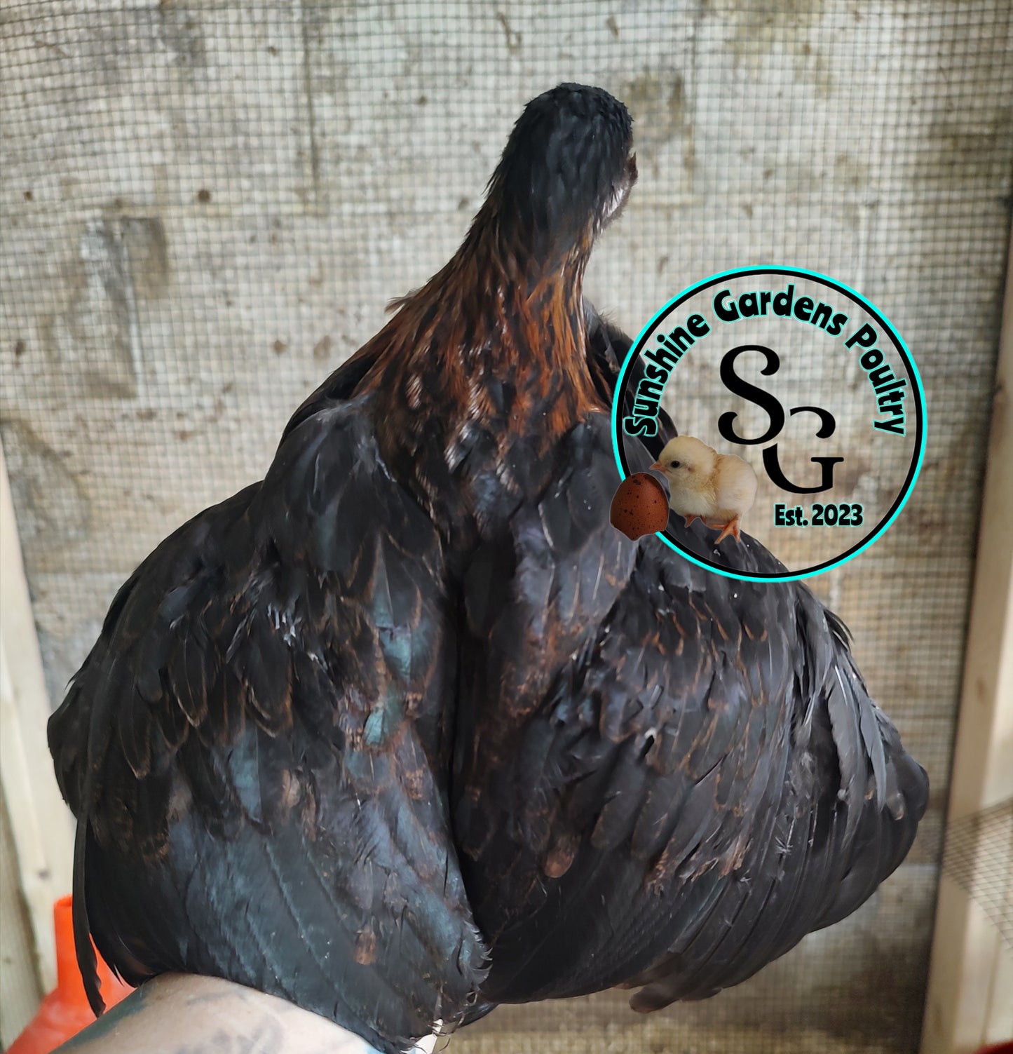 Rainbow Layers: Pullet 6-8 weeks old