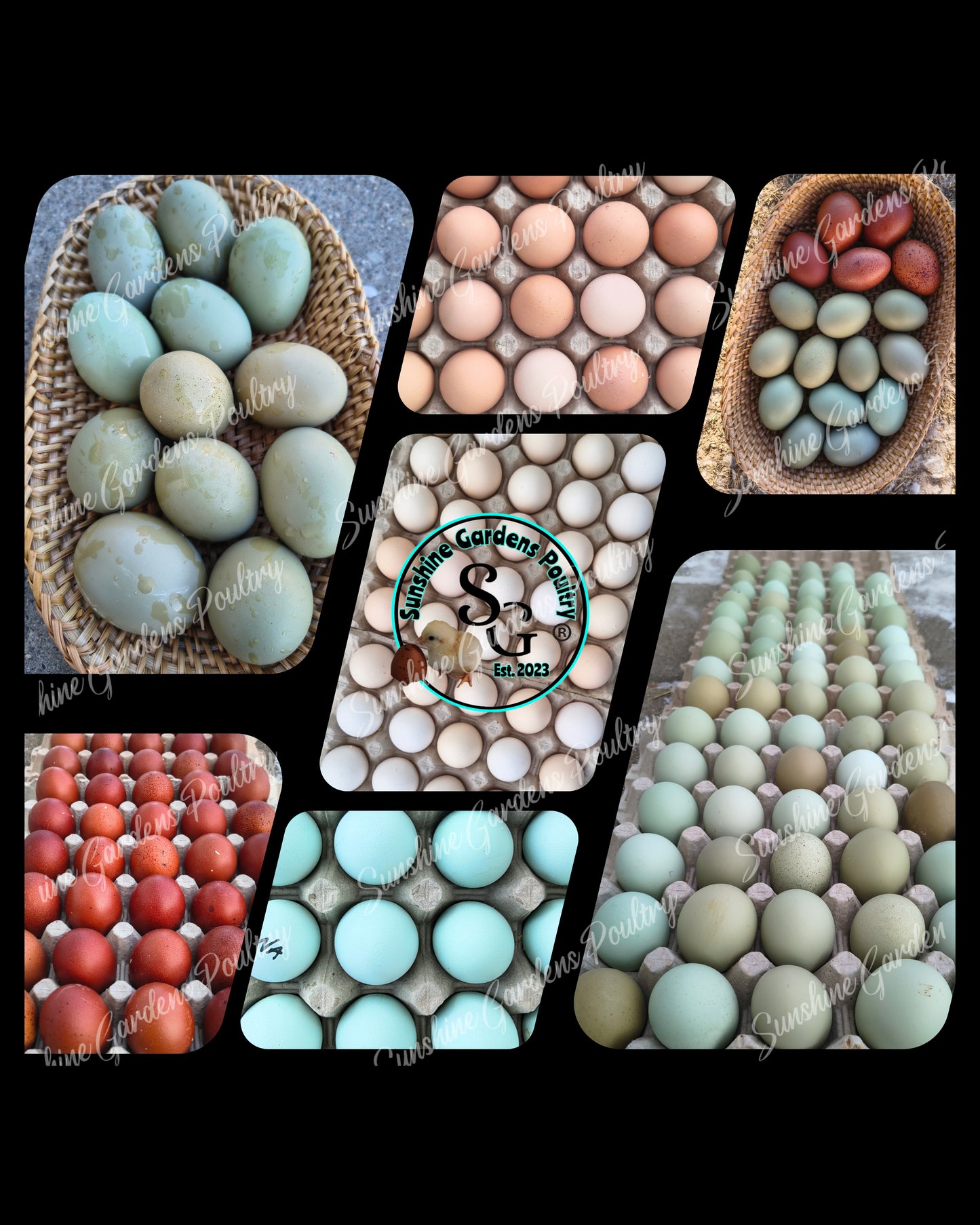 Shipping included: Mix & Match dozen - 12 Hatching Eggs