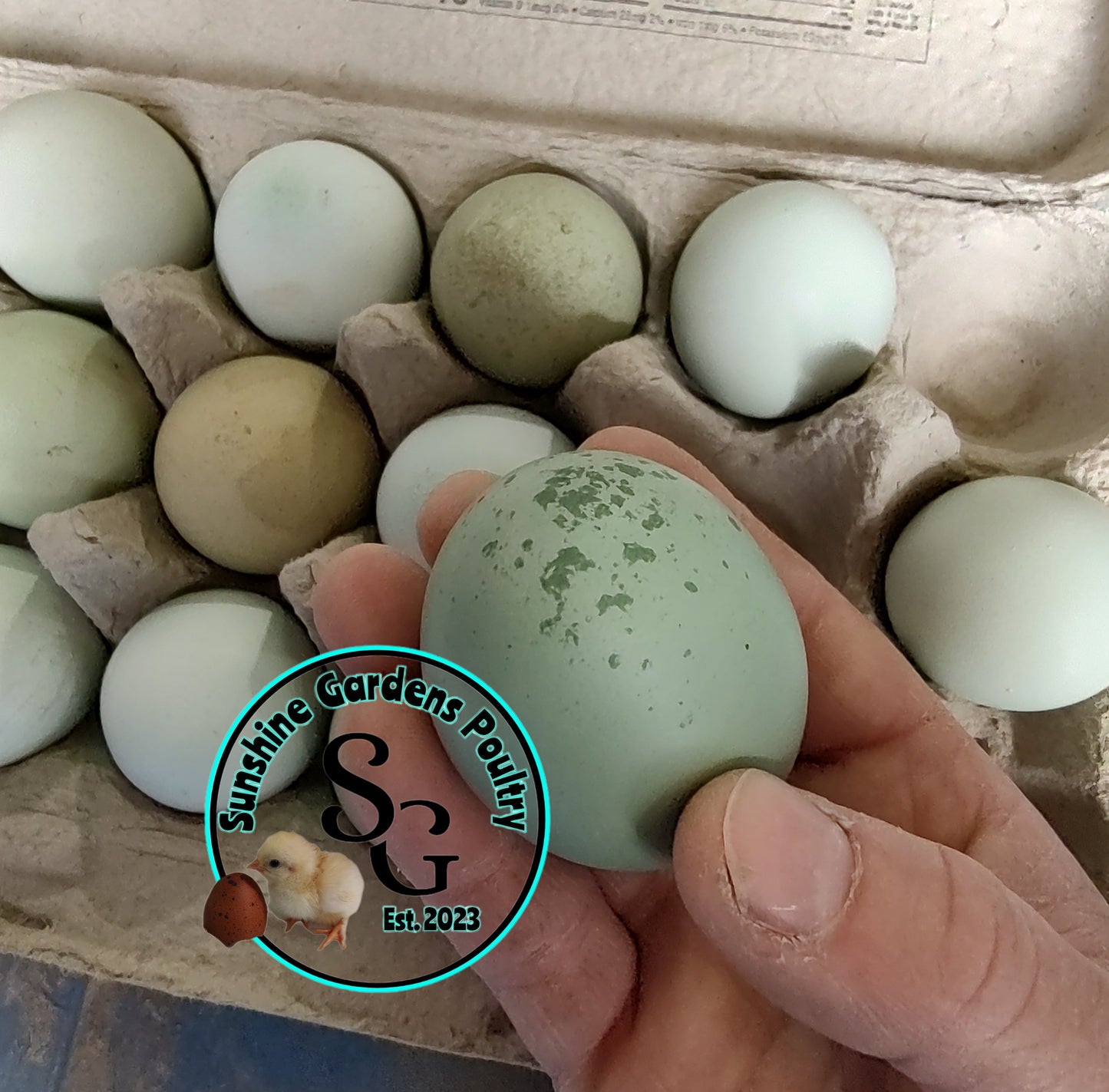 Rainbow Layers: Pullet 6-8 weeks old