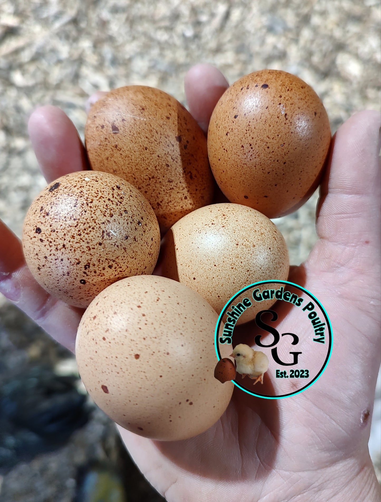 Rainbow Layers: Pullet 6-8 weeks old