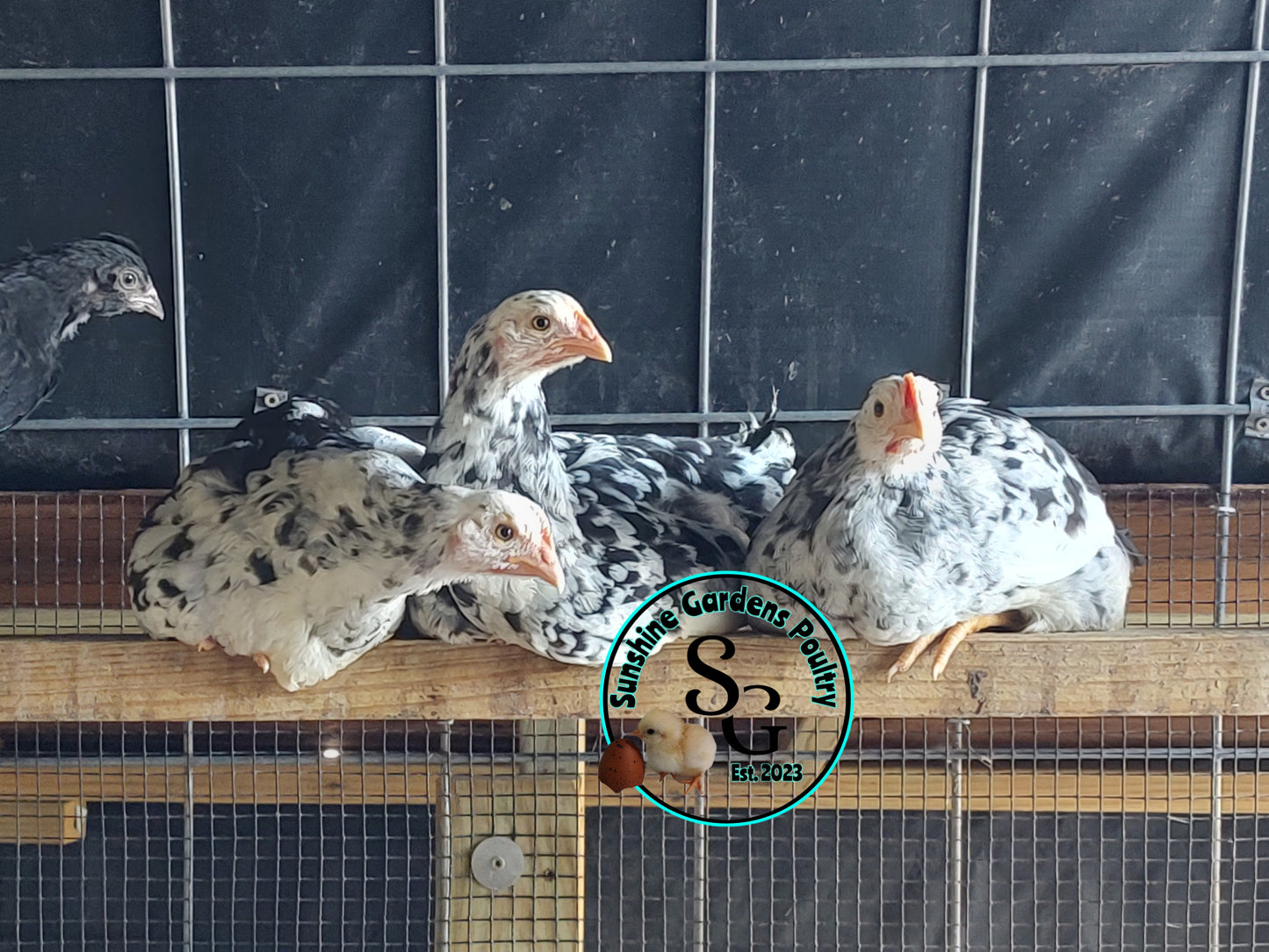 Mottled Javas - Straight run ONLY*