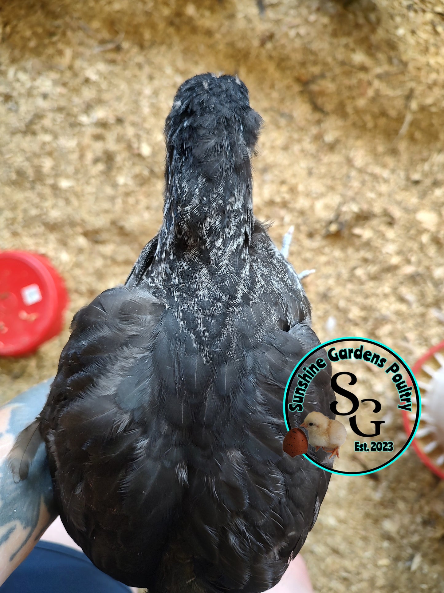 Rainbow Layers: Pullet 6-8 weeks old