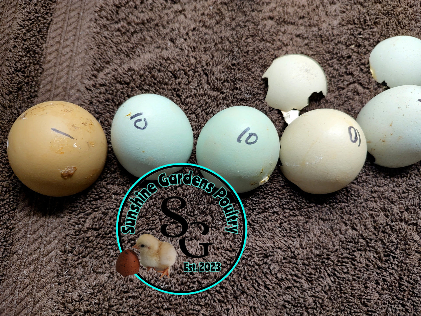 Rainbow Layers: Pullet 6-8 weeks old