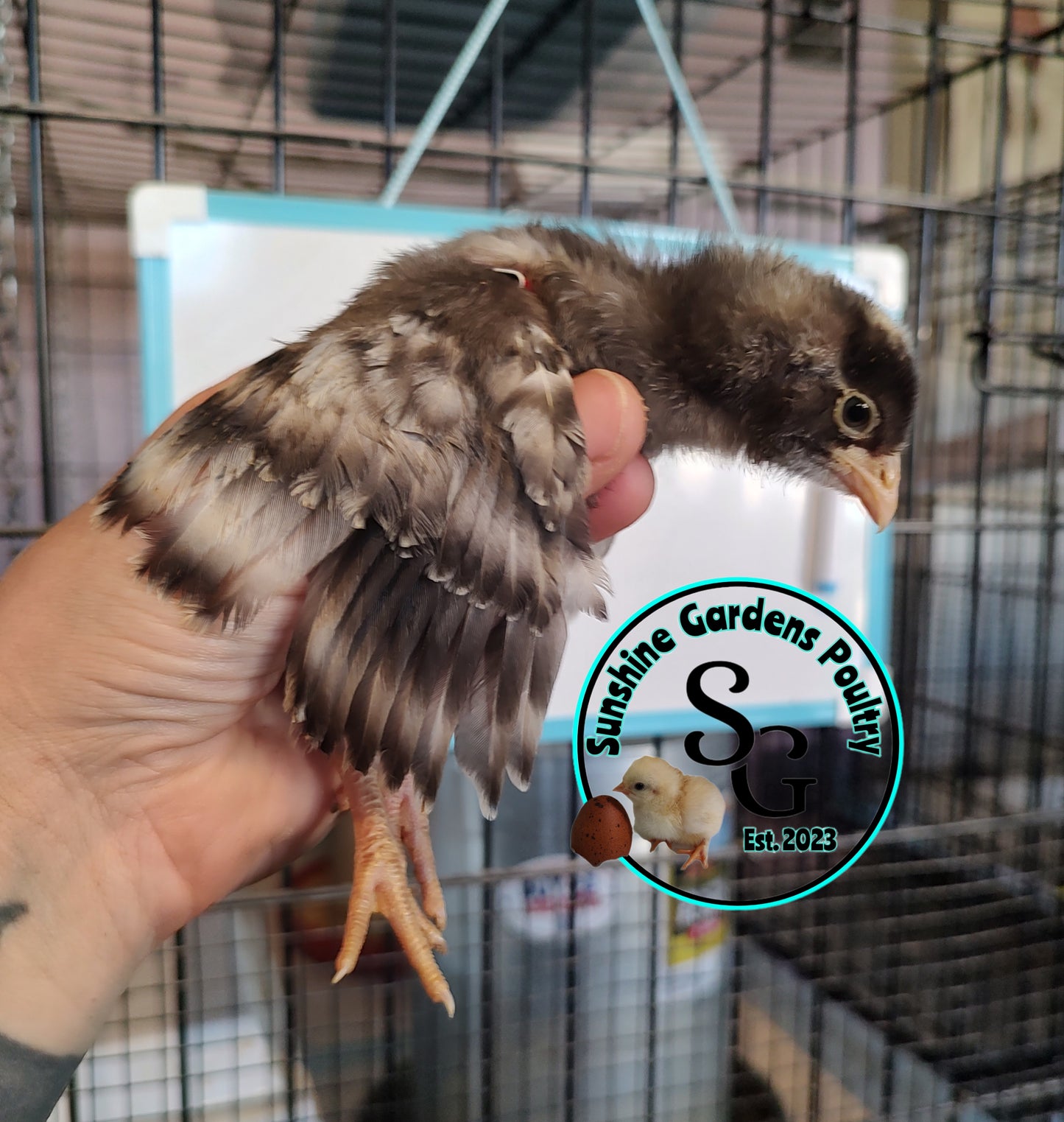 Cuckoo Ameraucanas - Straight run ONLY