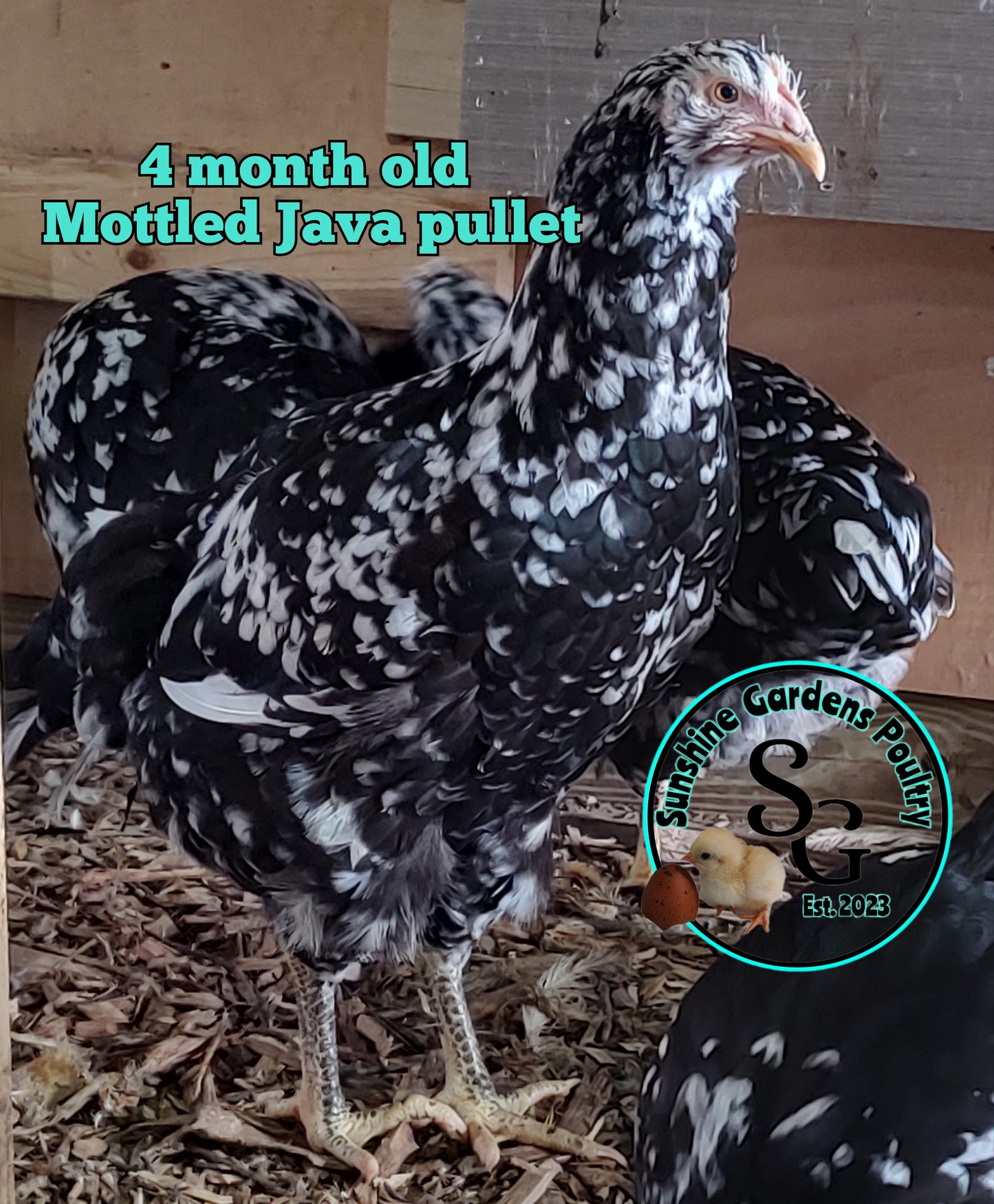 Mottled Javas - Straight run ONLY*