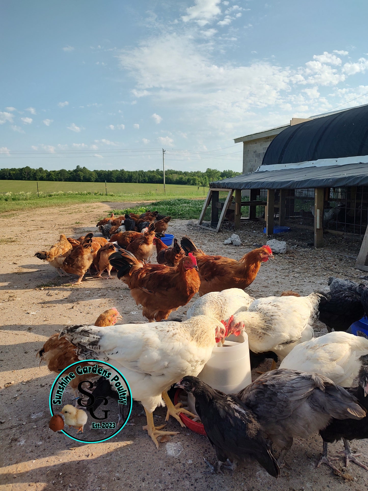 Breeder's Choice Cockerels: 6-12 weeks old