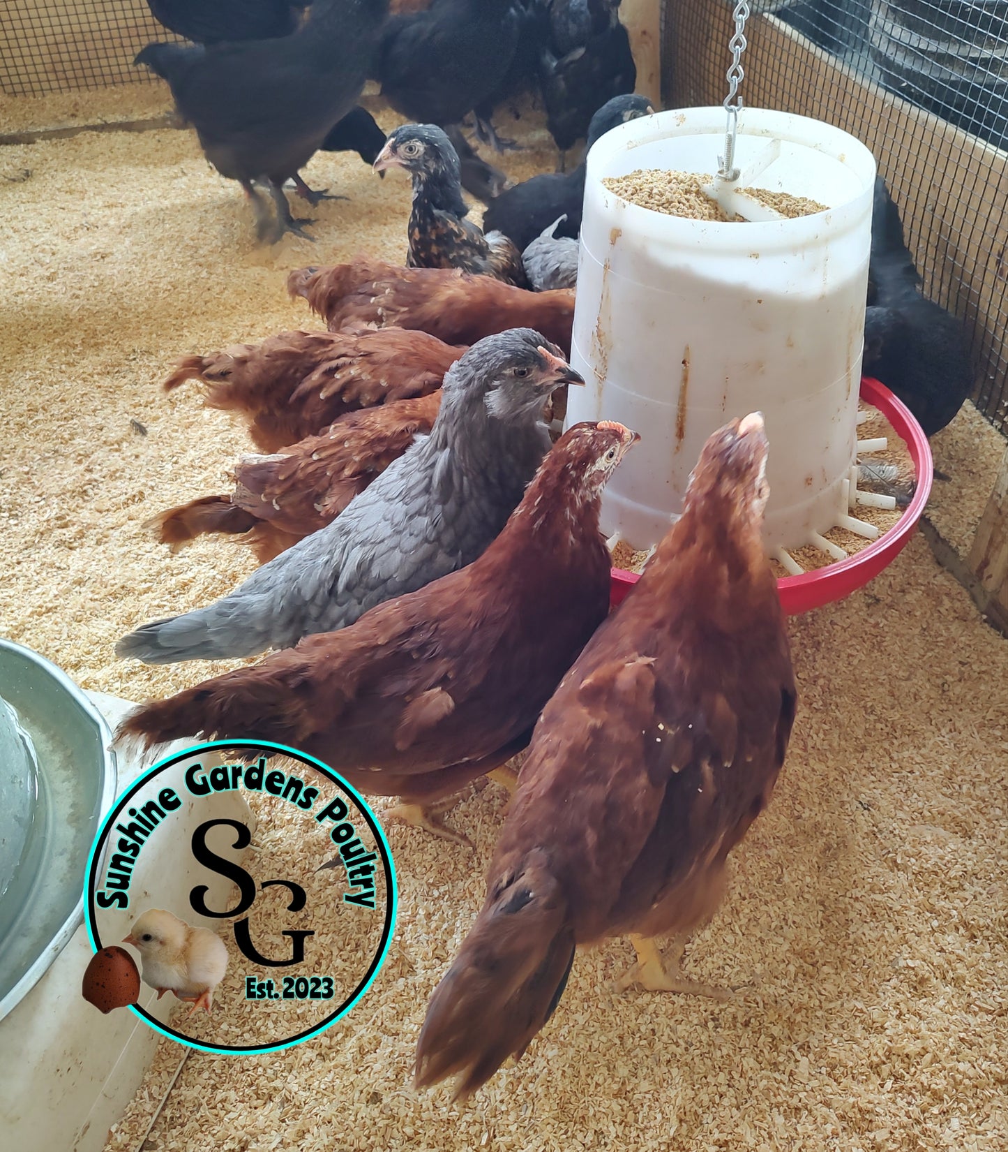 Red Sexlink: Pullet 6-8 weeks old