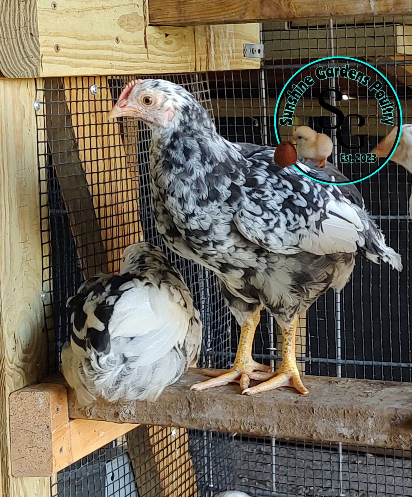Mottled Javas - Straight run ONLY*