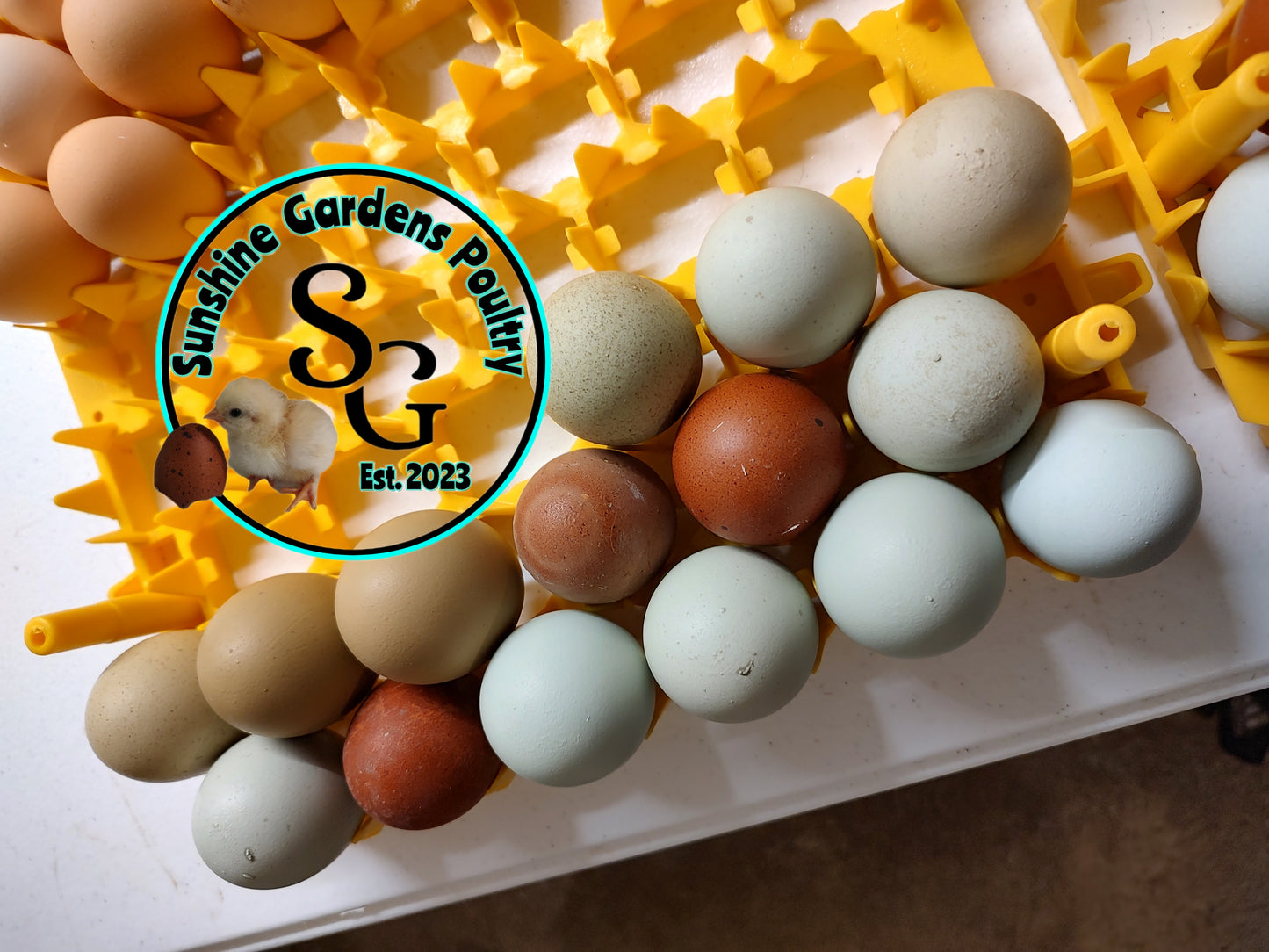 Rainbow Layers: Pullet 6-8 weeks old