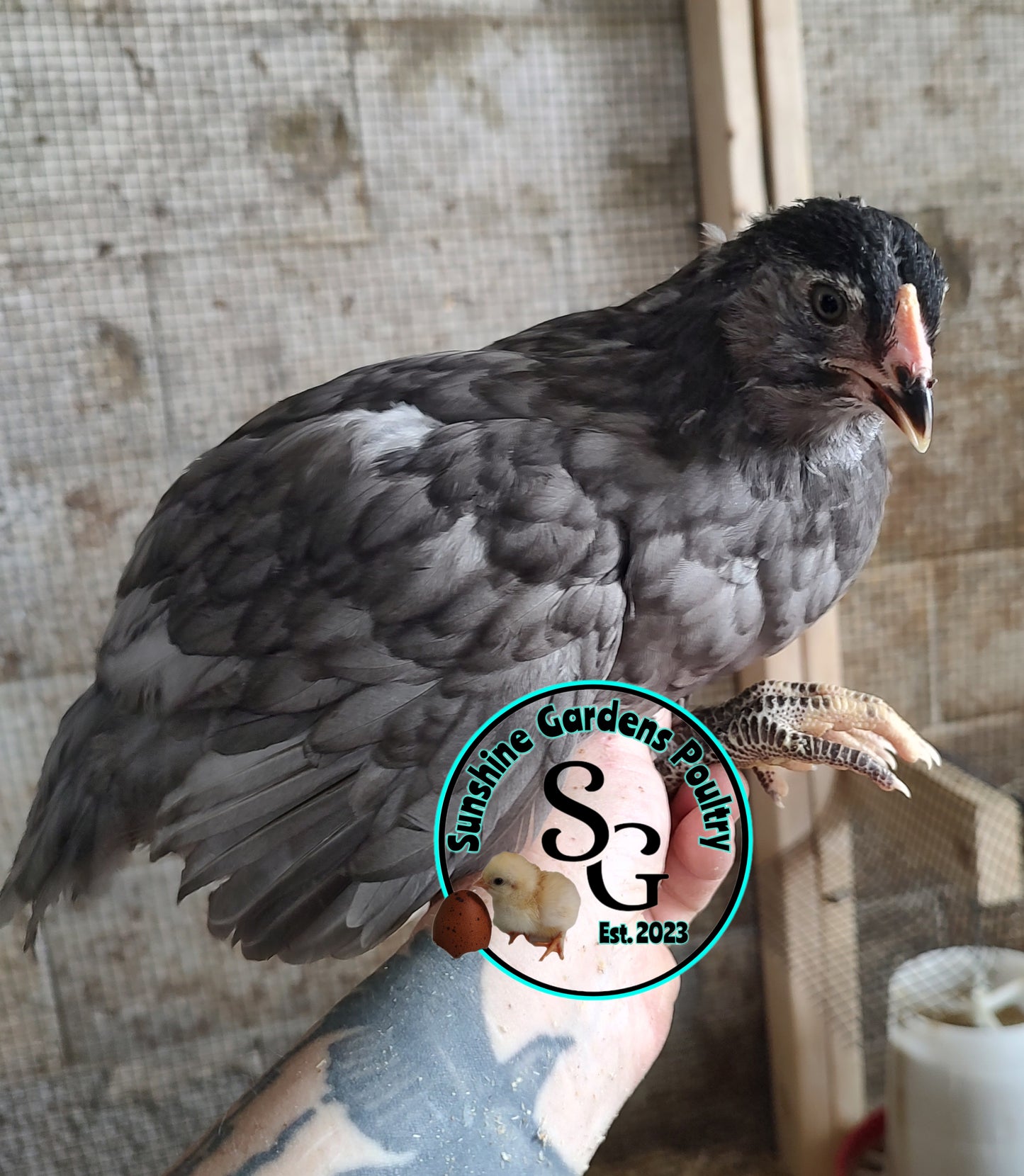 Rainbow Layers: Pullet 6-8 weeks old