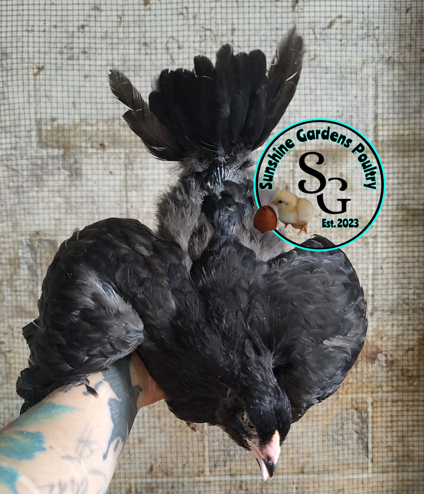 Rainbow Layers: Pullet 6-8 weeks old