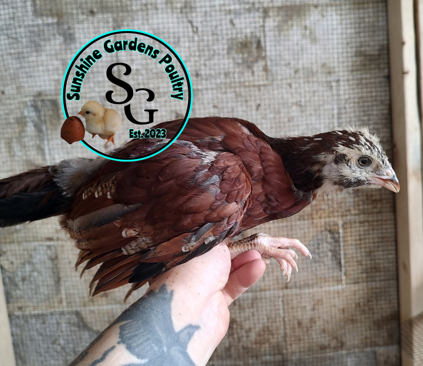 Rainbow Layers: Pullet 6-8 weeks old