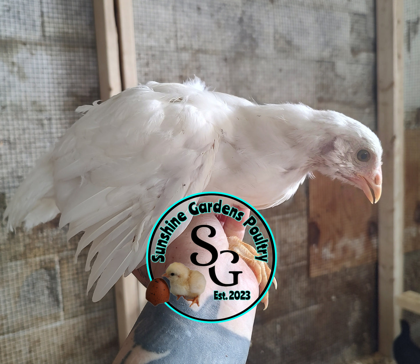 Rainbow Layers: Pullet 6-8 weeks old