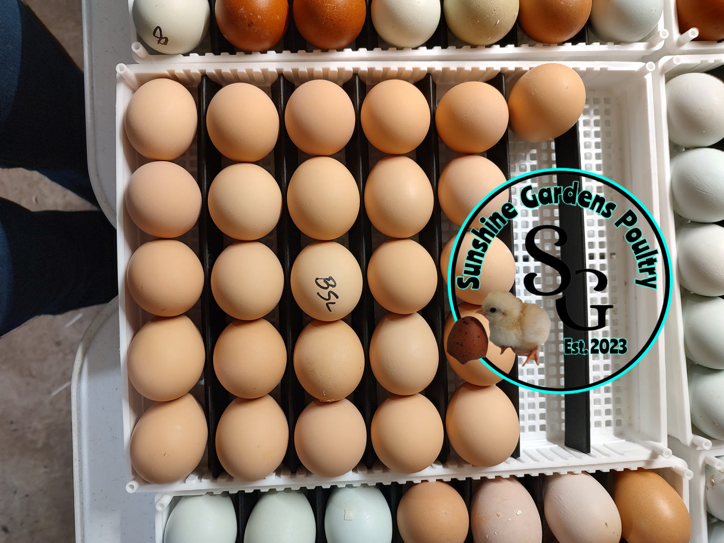 Black Jasmine pullets: 6-8 weeks old