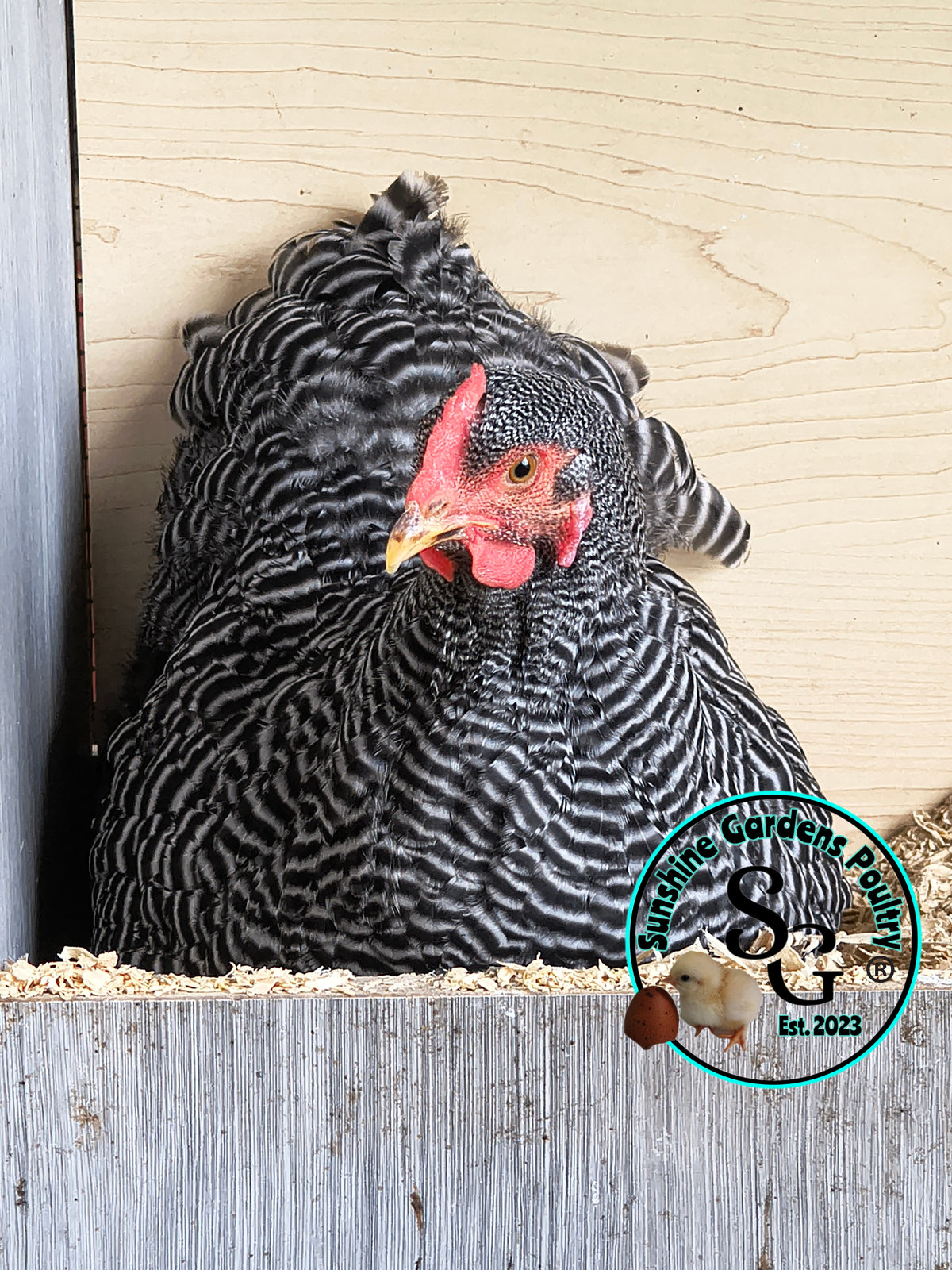 Heritage Plymouth Barred Rock - Straight run ONLY