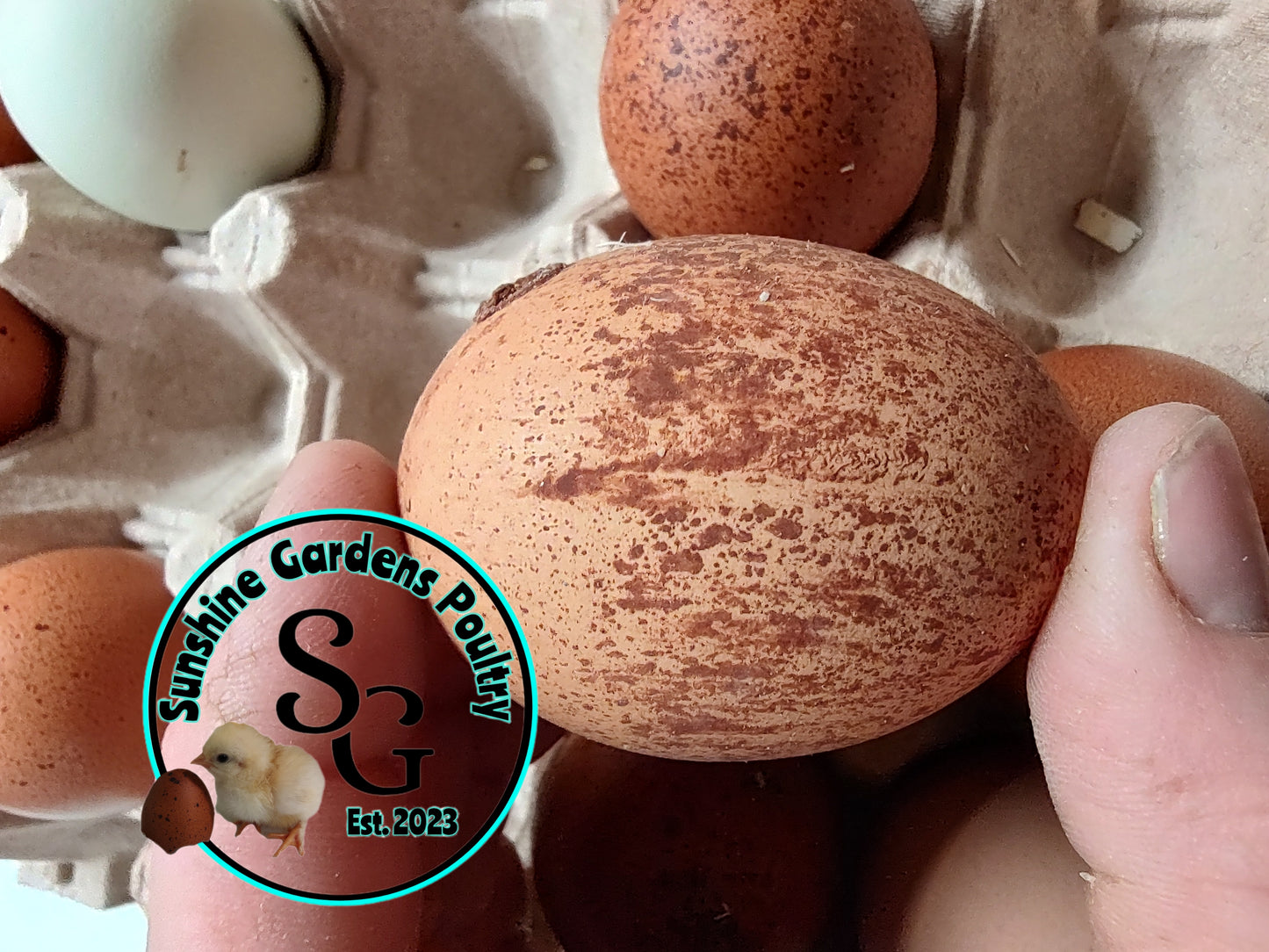 Rainbow Layers: Pullet 6-8 weeks old