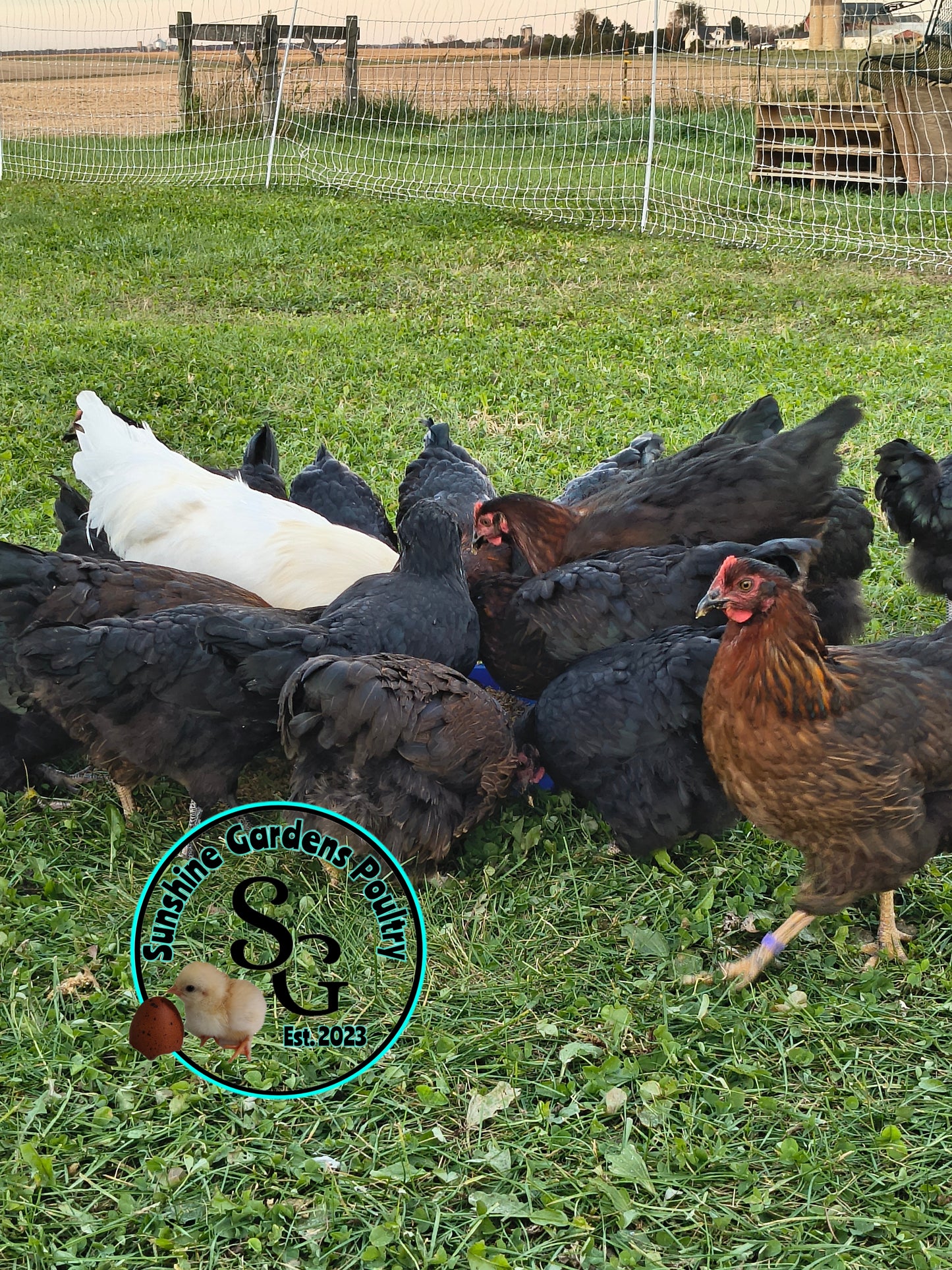 Breeder's Choice Pullets: 4-5 Month Olds