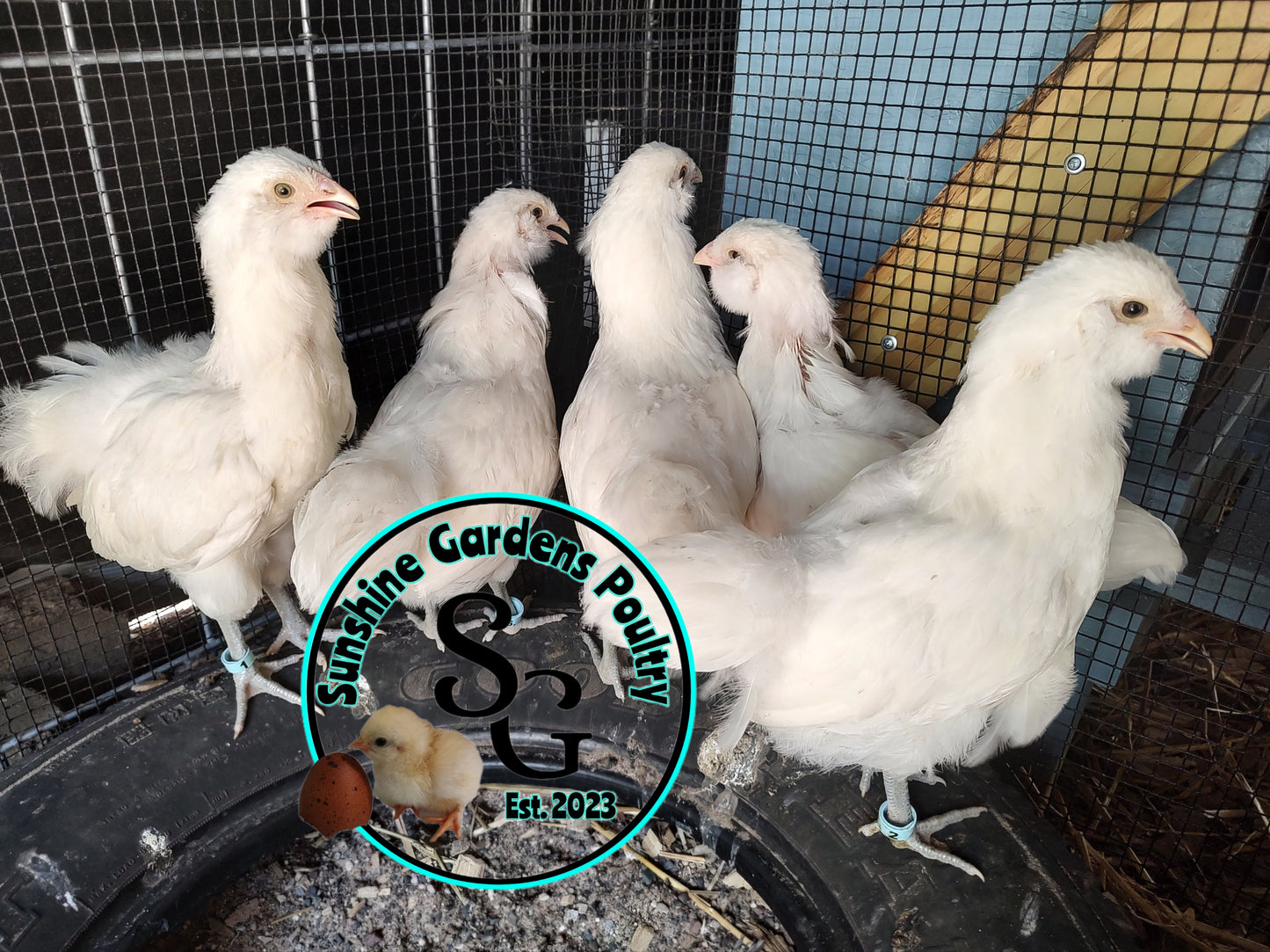 **PRE-ORDER** White Ameraucanas: Pullet 6-8 weeks old