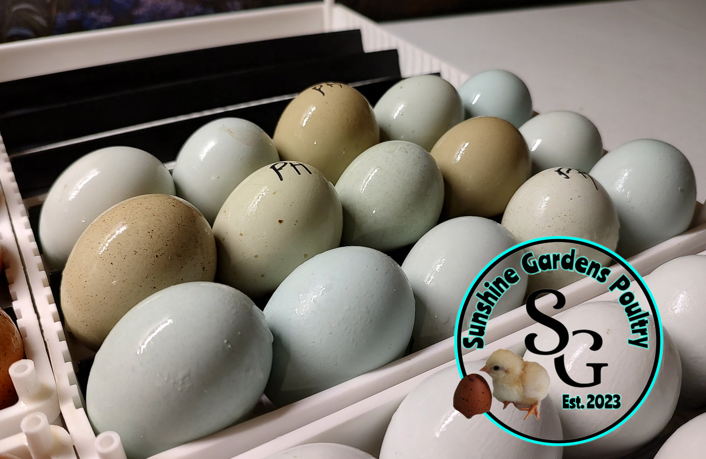 Rainbow Layers: Pullet 6-8 weeks old
