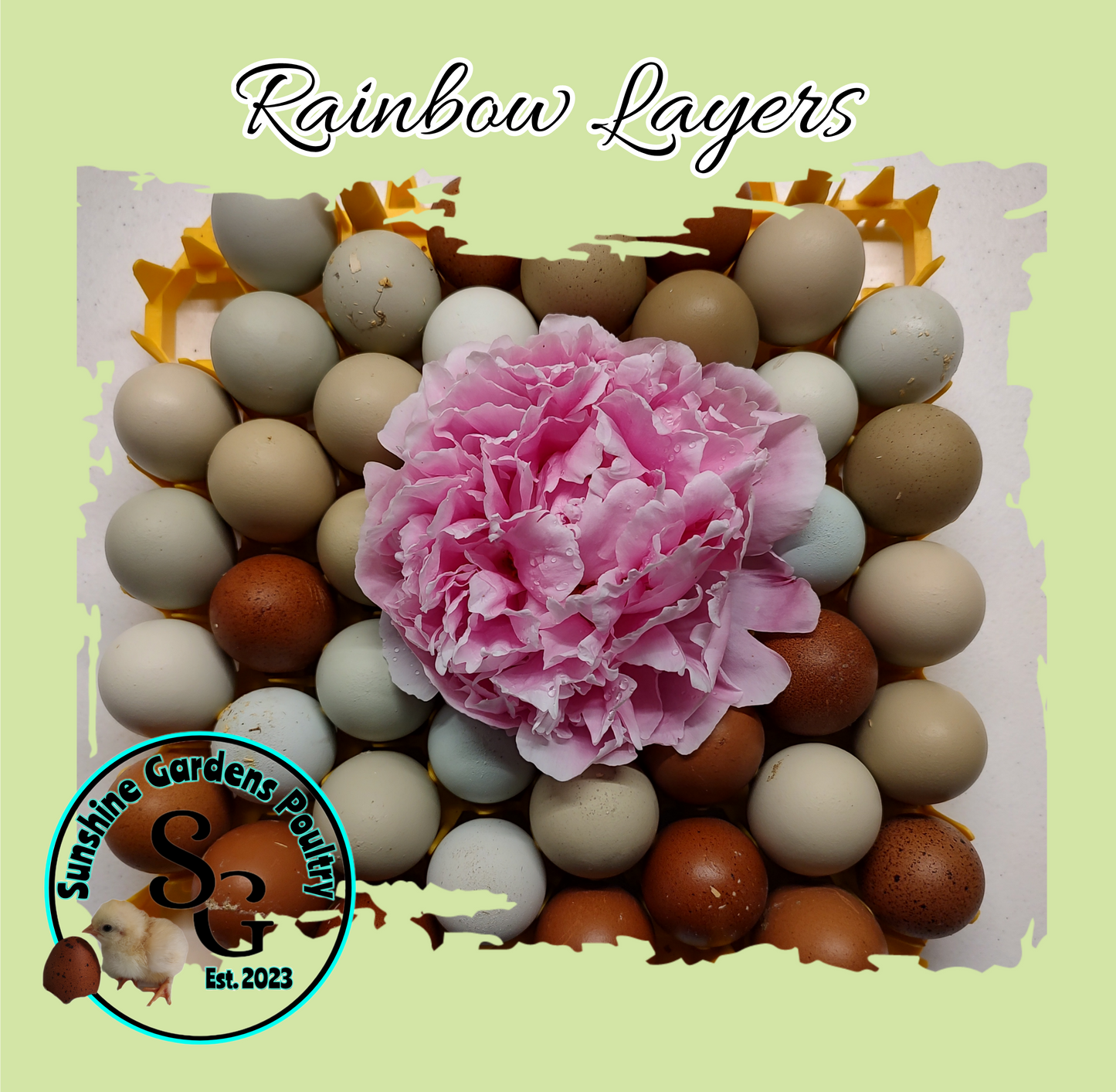 Rainbow Layers: Pullet 6-8 weeks old