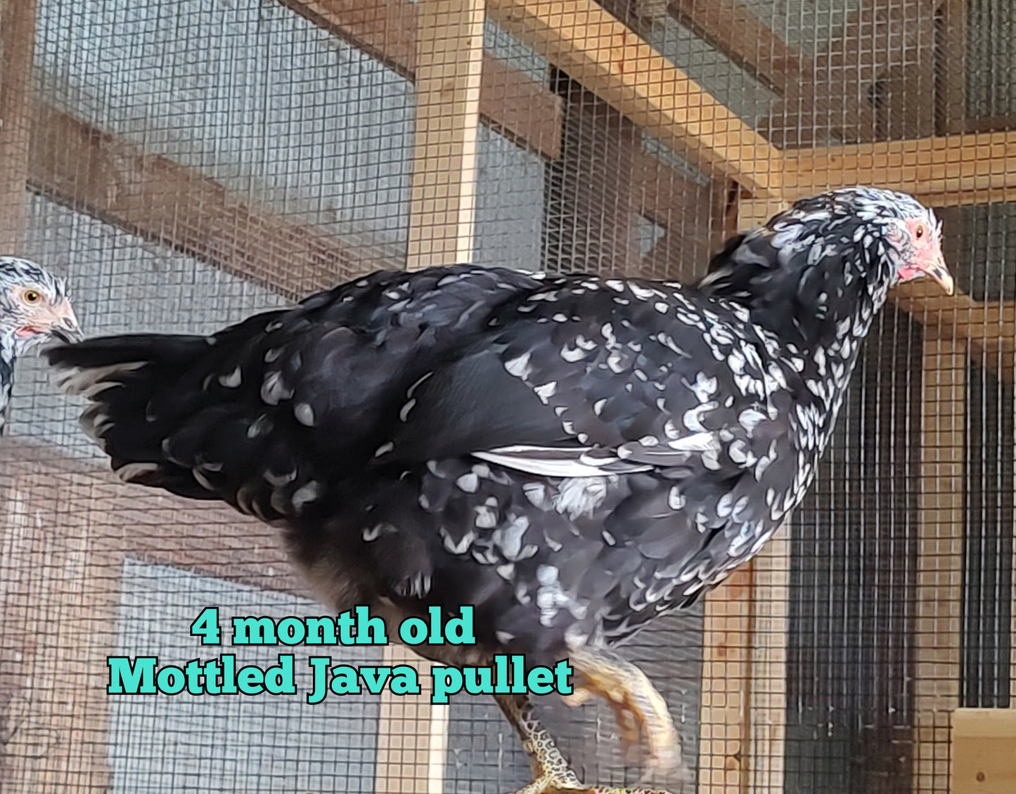 Mottled Javas - Straight run ONLY*