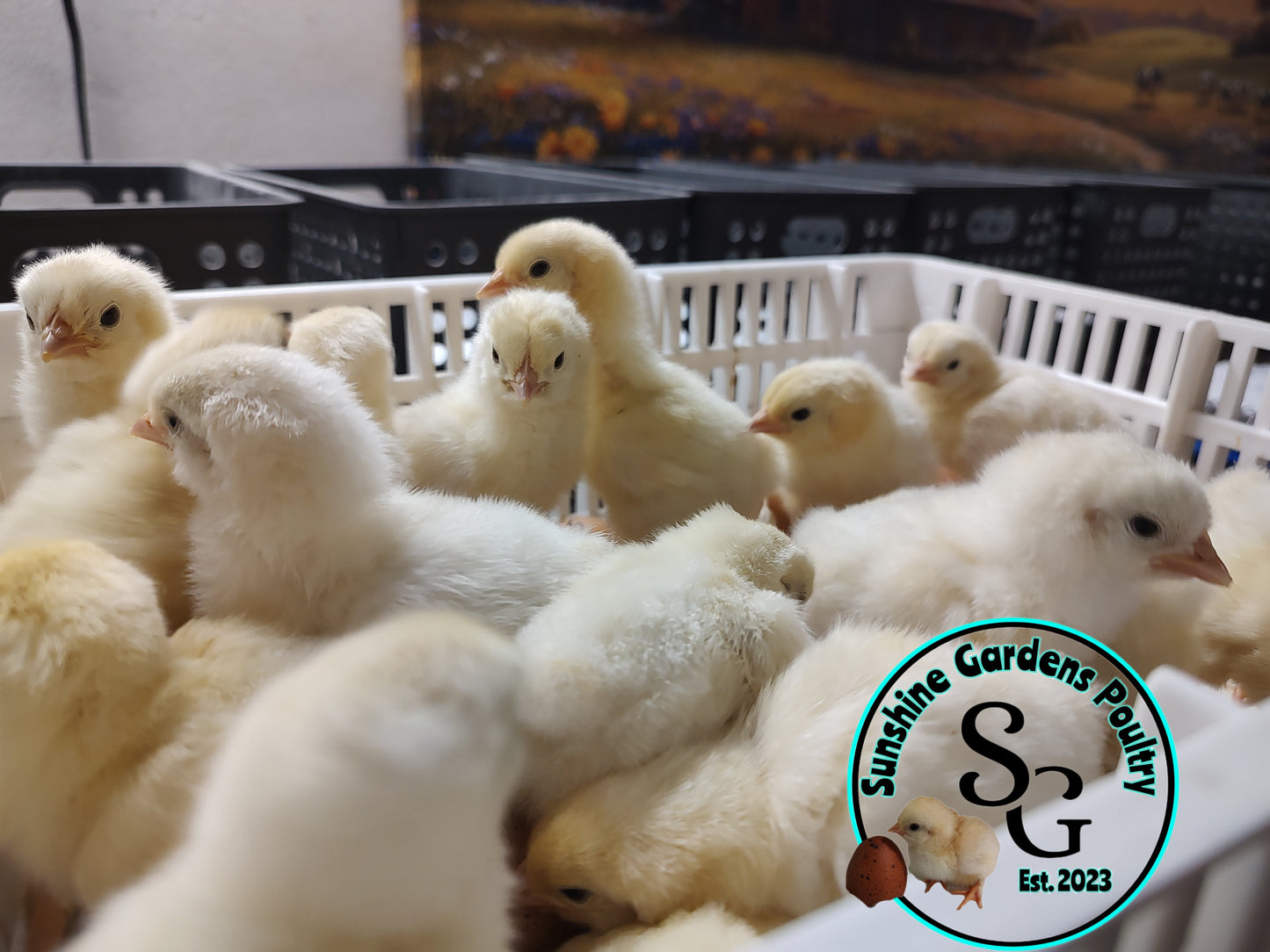 Shipping included: Delaware - 12 Hatching Eggs*